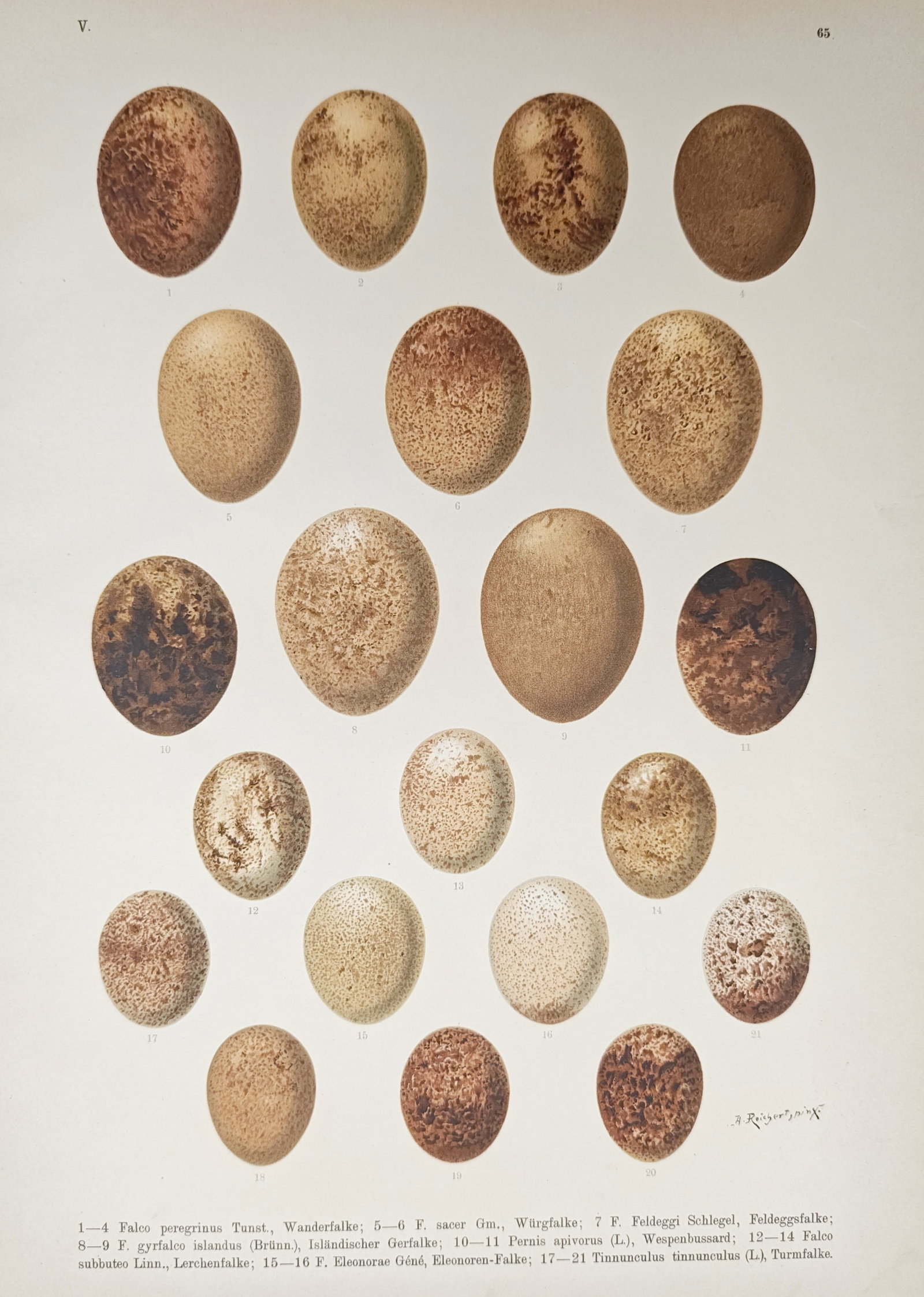 Johann Friedrich Naumann – European Falcon and Raptor Eggs – Lithograph (19th Century) (1 of 2)