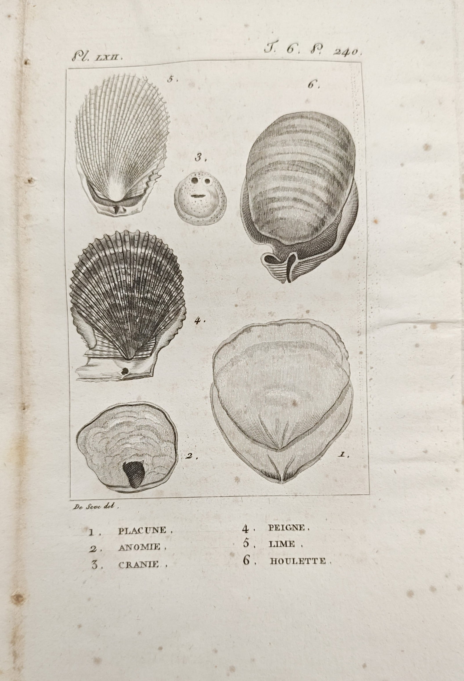 Georges-Louis Leclerc, Comte de Buffon – Marine Bivalves and Brachiopods – Engraving (1 of 2)