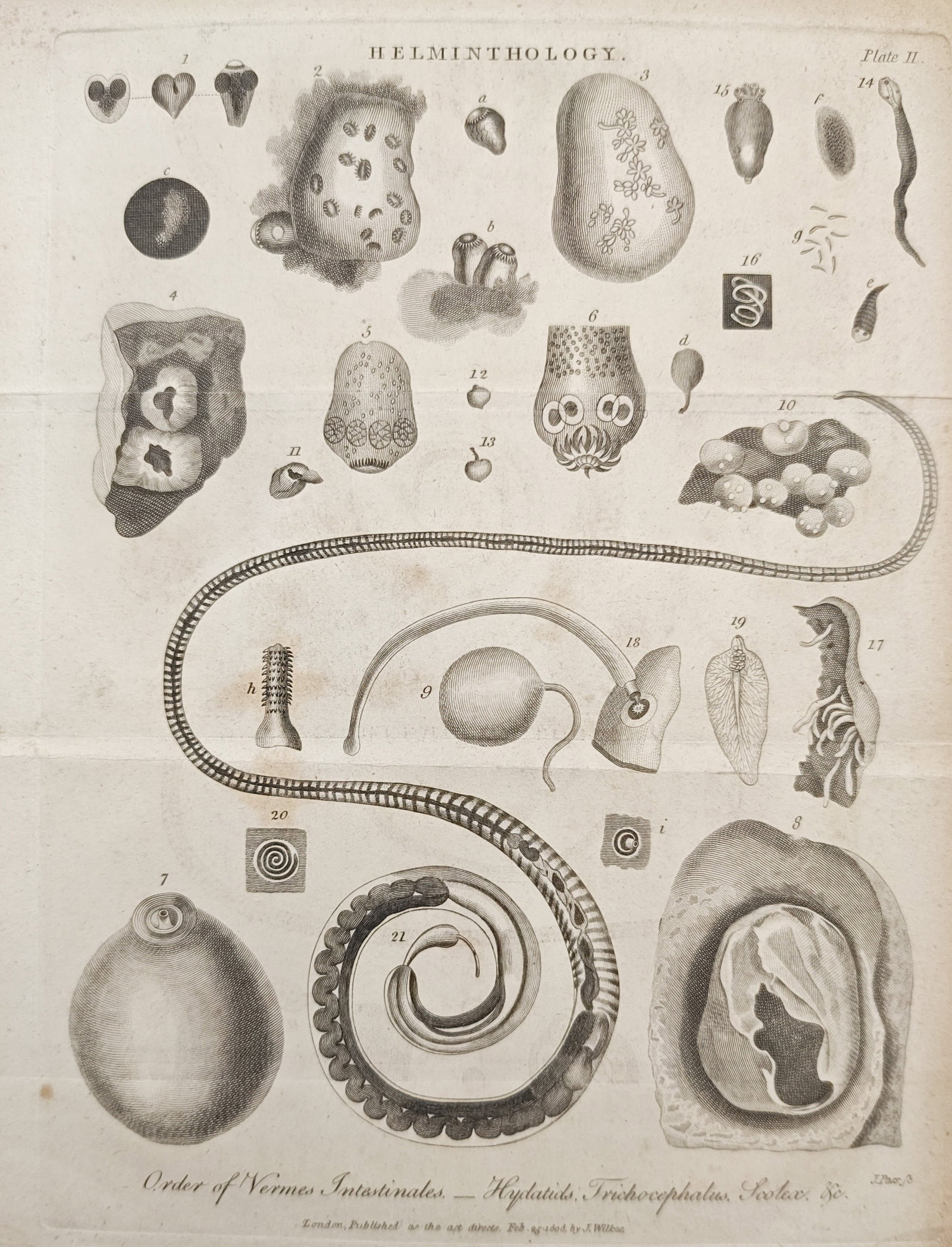 John Wilkes – Helminthology: Hydatids and Intestinal Worms – Engraving (1808) (1 of 2)