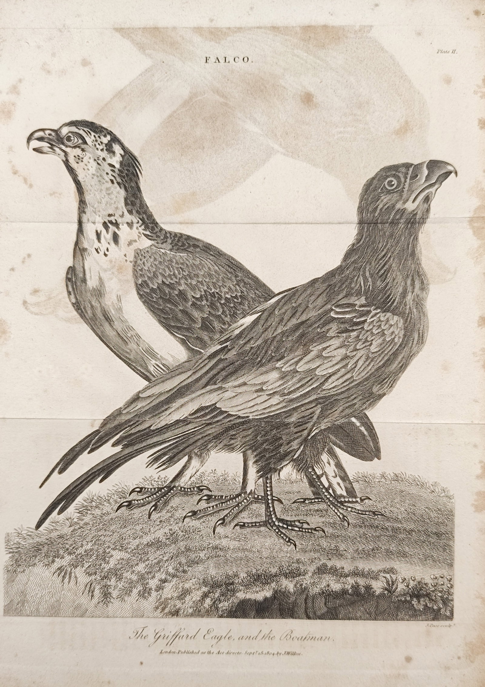 John Wilkes – The Griffard Eagle and the Boatman – Engraving (1805) (1 of 2)