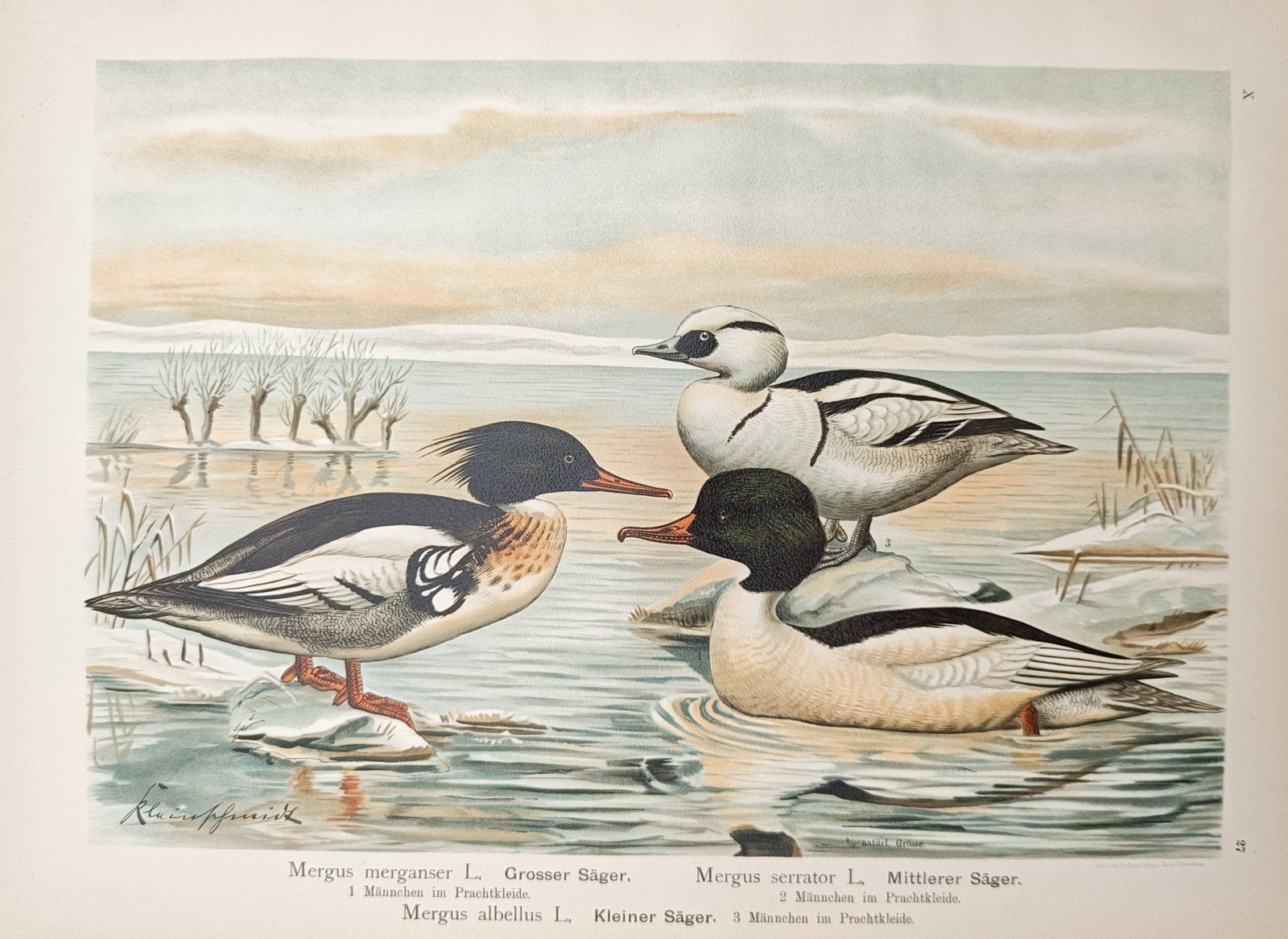 Johann Friedrich Naumann – Goosander, Red-Breasted Merganser, and Smew – Lithograph (1905) (1 of 1)
