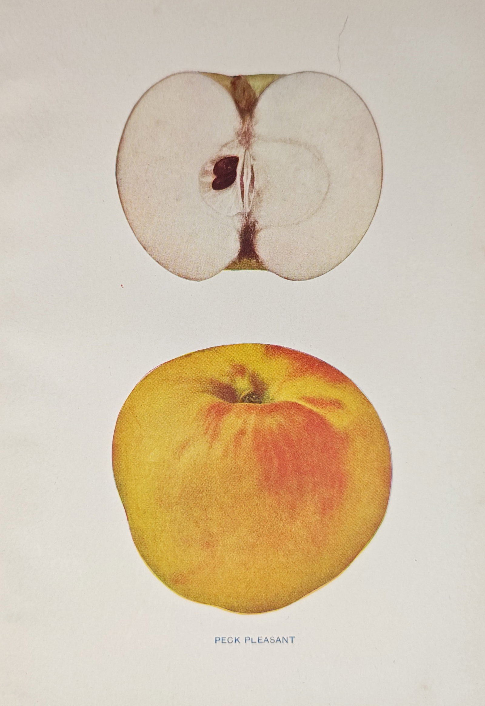 Spencer Ambrose Beach – Peck Pleasant Apple – Lithograph (1905): "Peck Pleasant" presents a pomological study of an apple variety, illustrating the fruit in whole form alongside an internal cross section displaying its core and seeds. Published in Albany for Spence