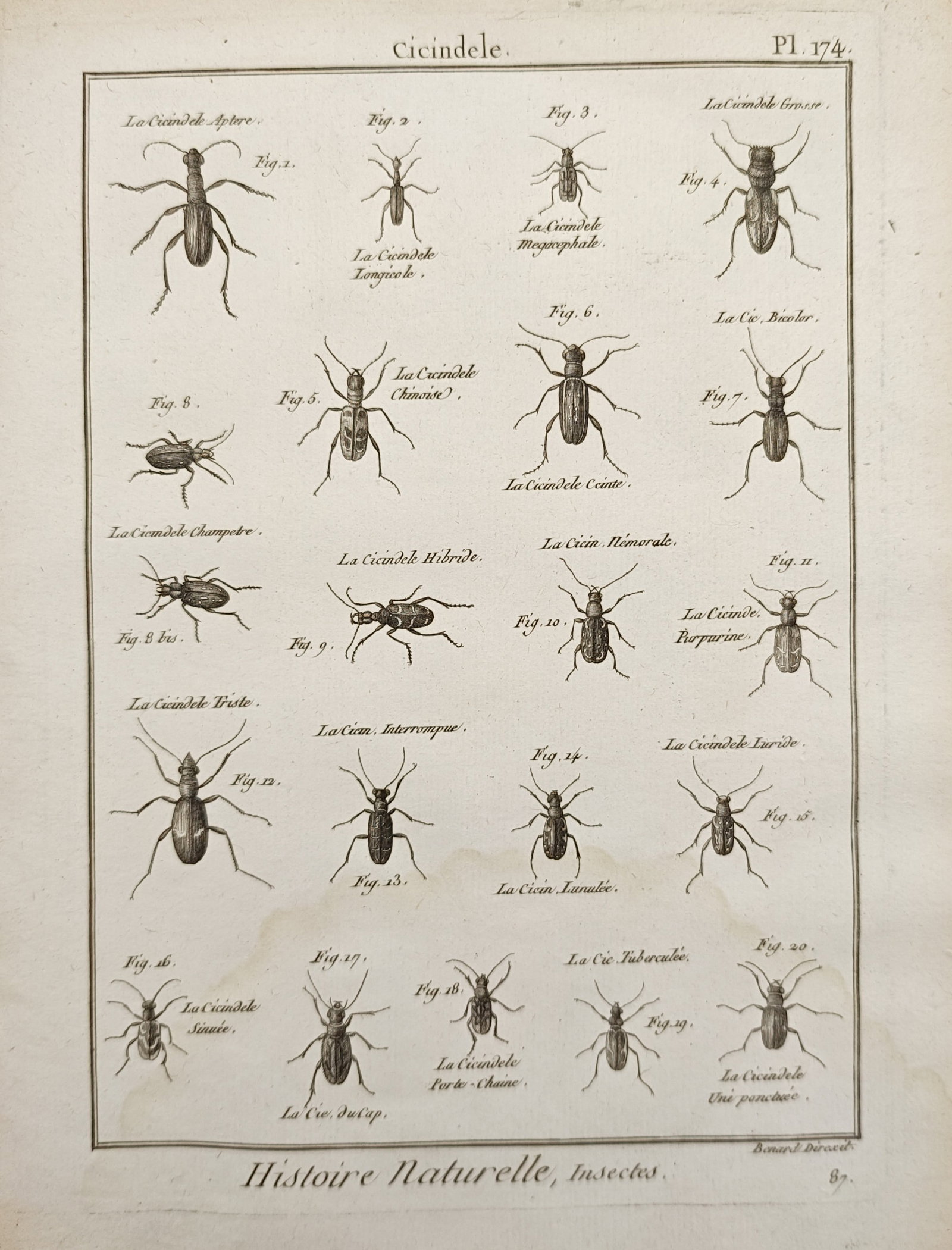 Robert Benard – Tiger Beetles – Engraving (18th Century) (1 of 1)