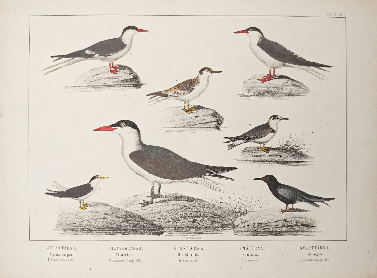 Peter Akerlund – Caspian Tern, Arctic Tern, Common Tern, Little Tern, and Black Tern – (1 of 1)