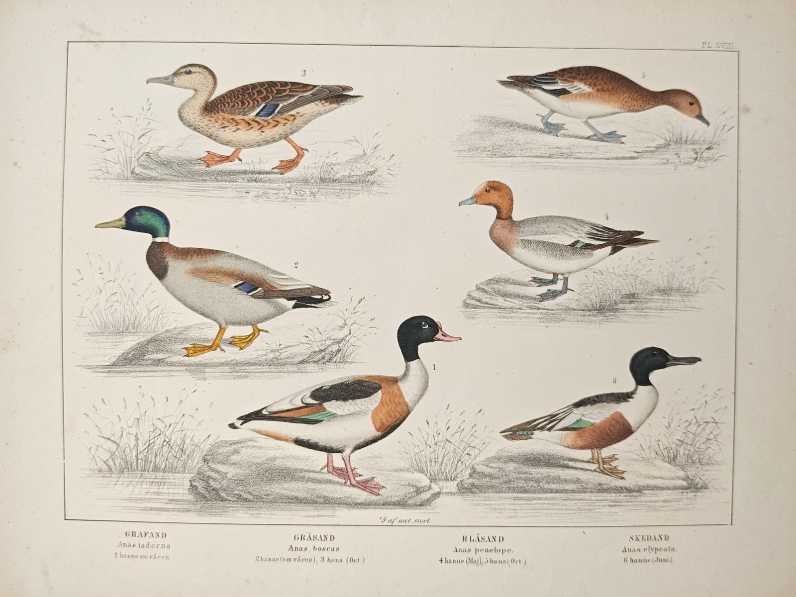 Peter Akerlund – Common Shelduck, Mallard, Eurasian Wigeon, and Northern Shoveler – Lithograph: "Common Shelduck, Mallard, Eurasian Wigeon, and Northern Shoveler" presents an ornithological study illustrating varied dabbling duck and waterfowl species in male and female plumages resting along gr