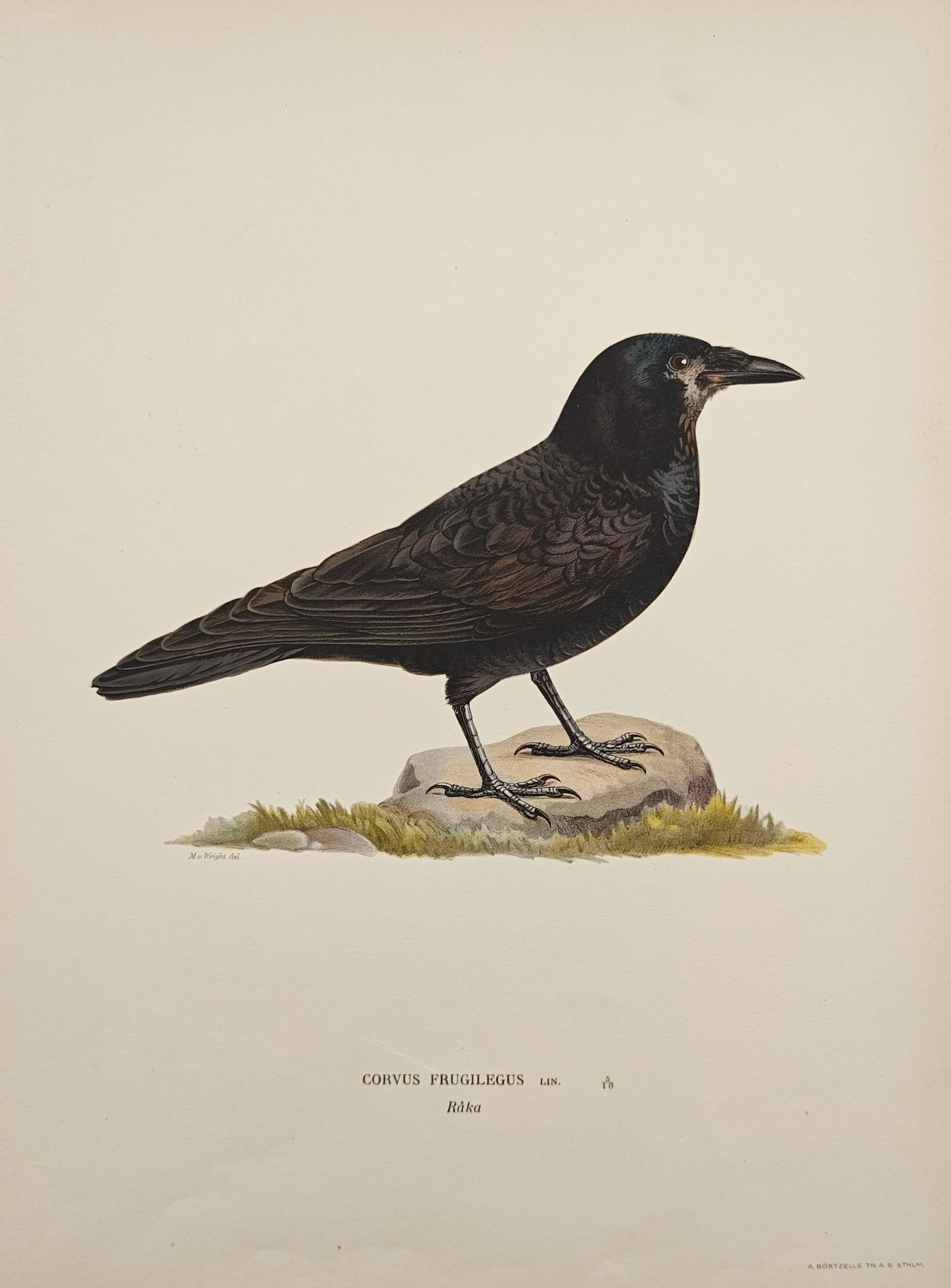 Magnus von Wright – Rook – Lithograph (1920s): "Rook" presents an ornithological study illustrating an adult corvid perched upon a low moss-covered stone against an off-white ground. Published during the 1920s for a natural history work, the color