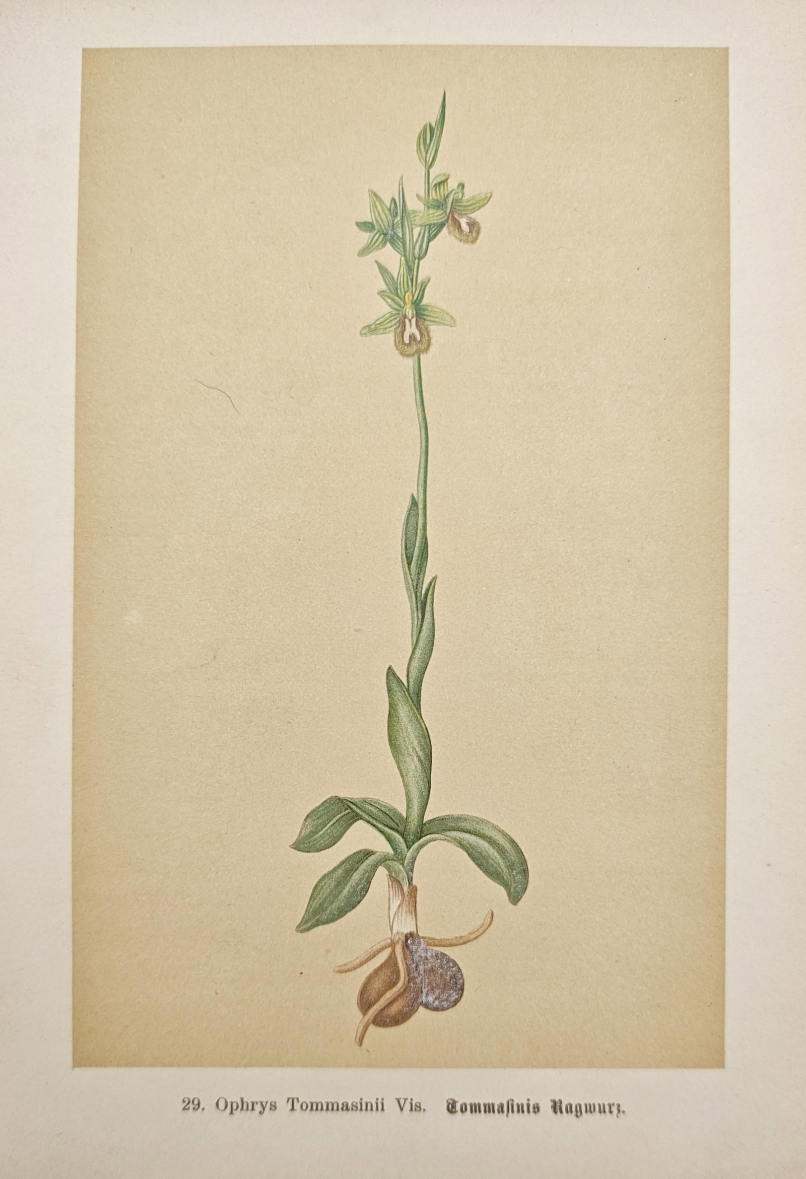 Max Schulze – Tommasini's Ragwort – Chromolithograph (19th Century) (1 of 1)