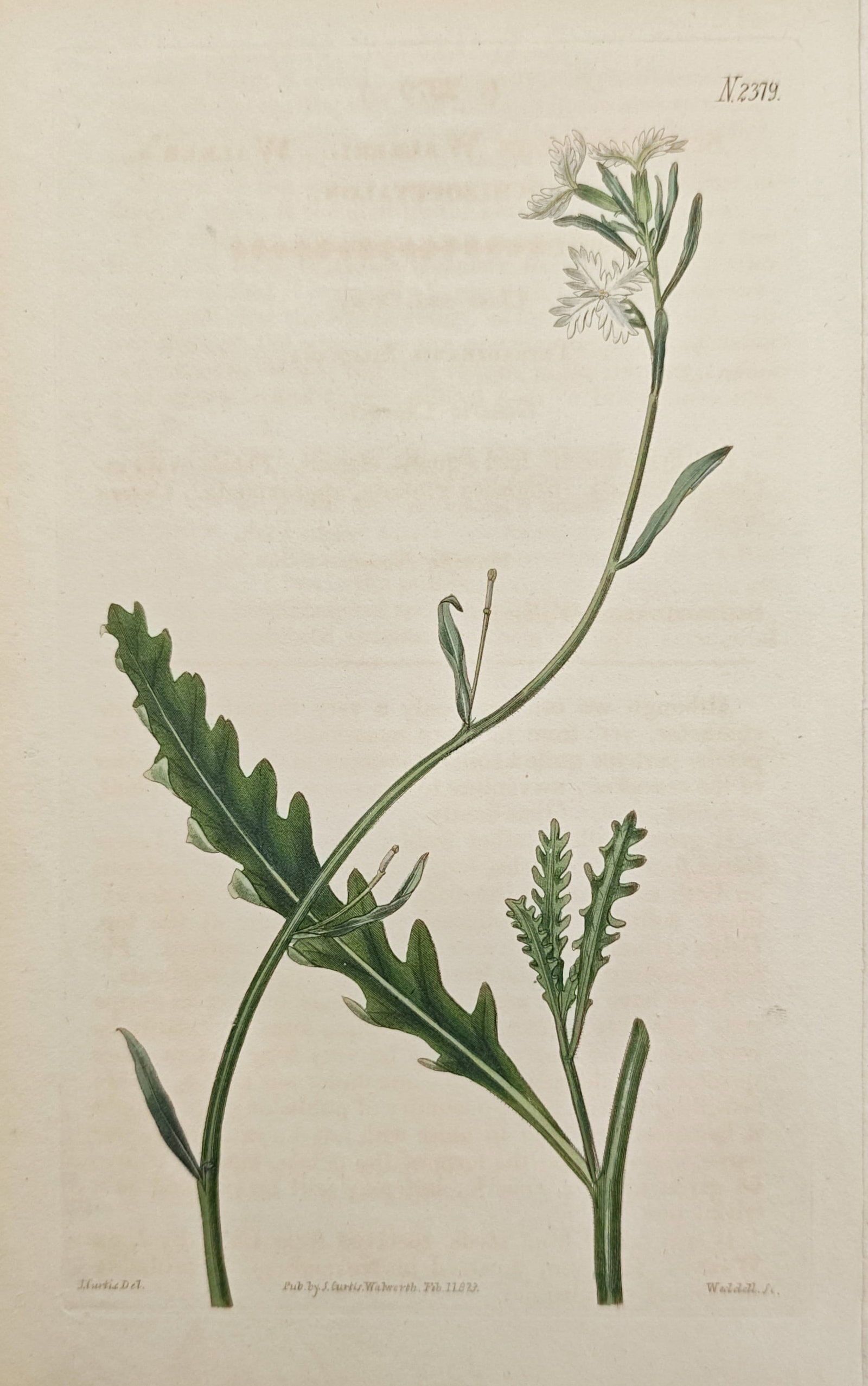 John Curtis – Botanical Study (Silene) – Hand-Colored Engraving (1823): "Botanical Study (Silene)" presents an elegant botanical illustration depicting a flowering stem with deeply toothed leaves and delicate, fringed blossoms set against an open cream ground. Published i