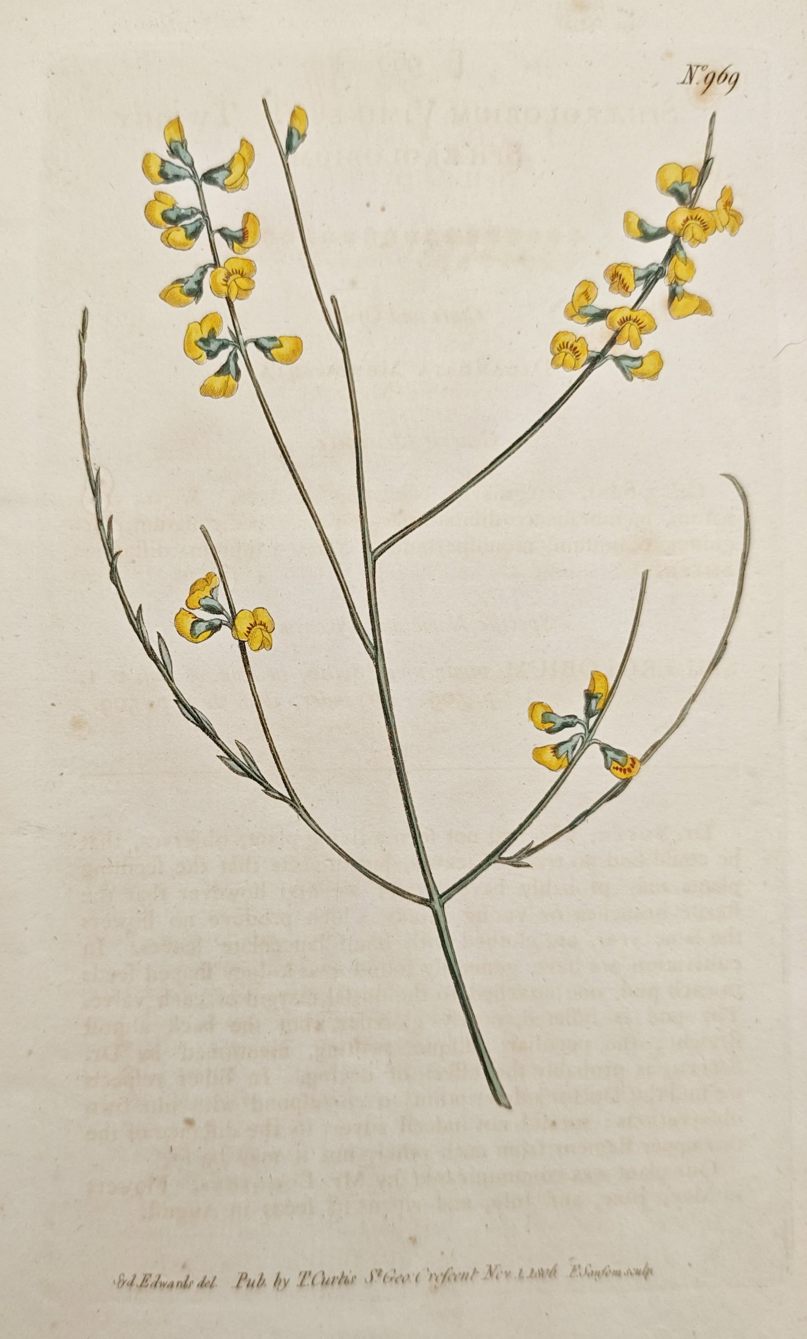 William Curtis – Botanical Study of Slender Flowering Branches– Hand-Colored Engraving (1806): "Botanical Study presents a delicate botanical illustration depicting slender flowering branches bearing yellow pea-like blossoms and narrow foliage set against an open cream ground. Published in Lond