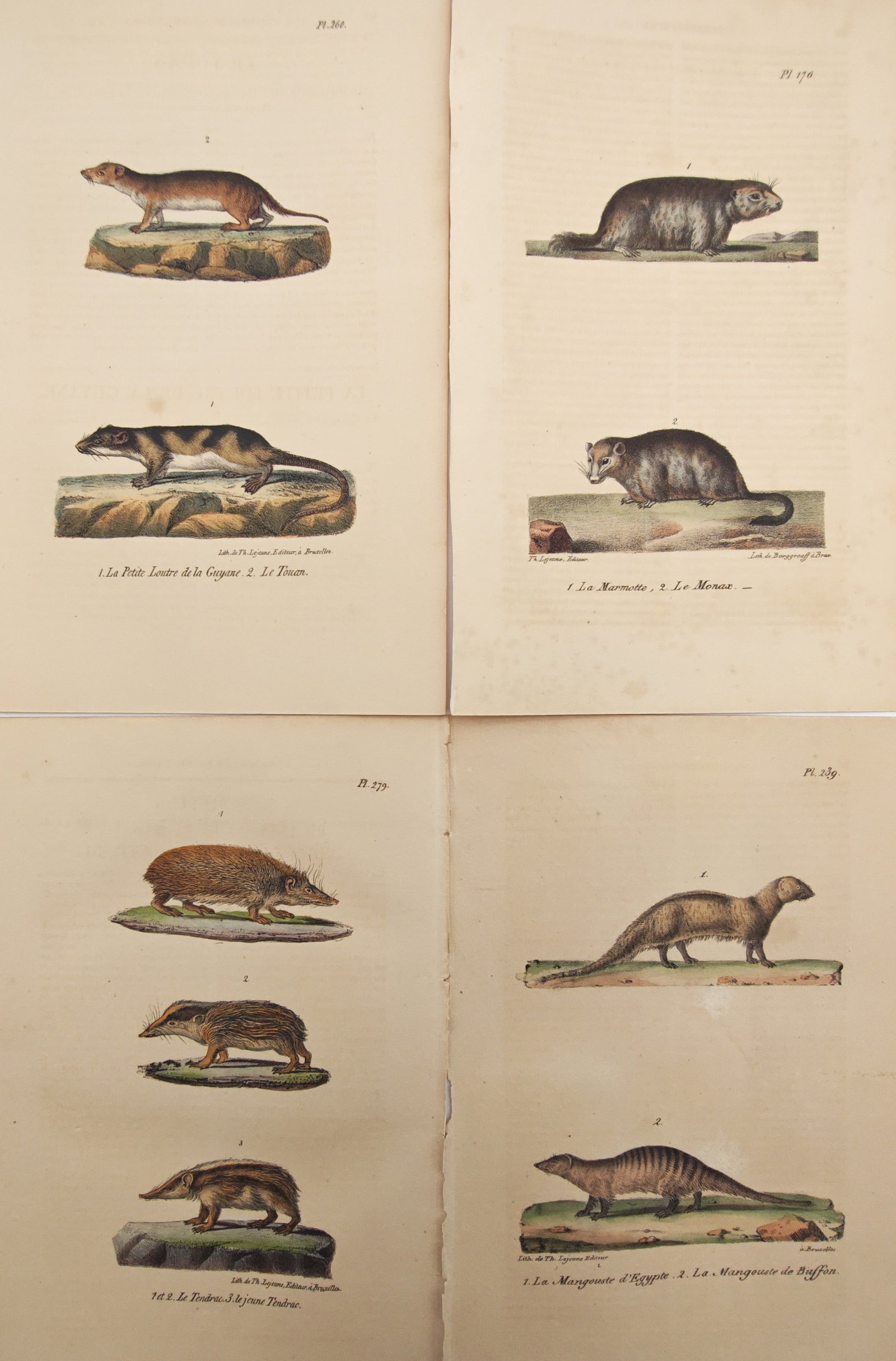 Théophile Lejeune – Set of 4: Small Mammals, Mongooses, Tenrecs, and Rodents – Lithographs: "Studies of Small Carnivores, Tenrecs, Marmots, and Mongooses" illustrates a diverse group of mammalian species, presenting otters, minks, groundhogs, tenrecs, and Egyptian mongooses situated in minim