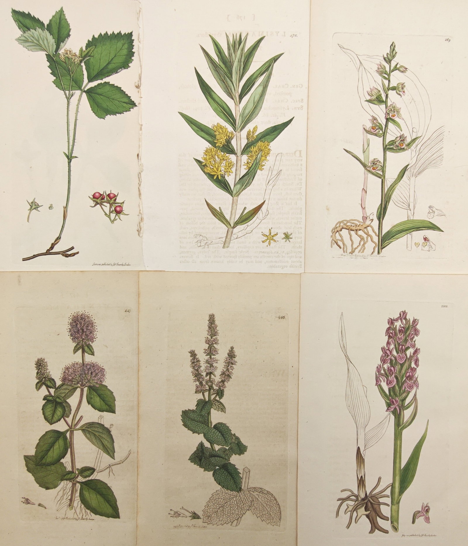 James Sowerby – Set of 6: British Wildflowers, Orchids, and Mints – Engravings (19th Century): "English Botany" presents six botanical studies illustrating flowering British plants, including wild brambles, yellow loosestrife, native orchids, and aromatic mint species accompanied by detailed fl