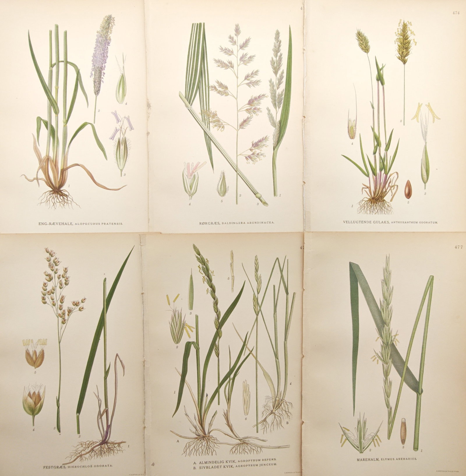 Carl Lindman – Set of 6: Nordic Grasses and Meadow Flora – Lithographs (1900s) (1 of 1)