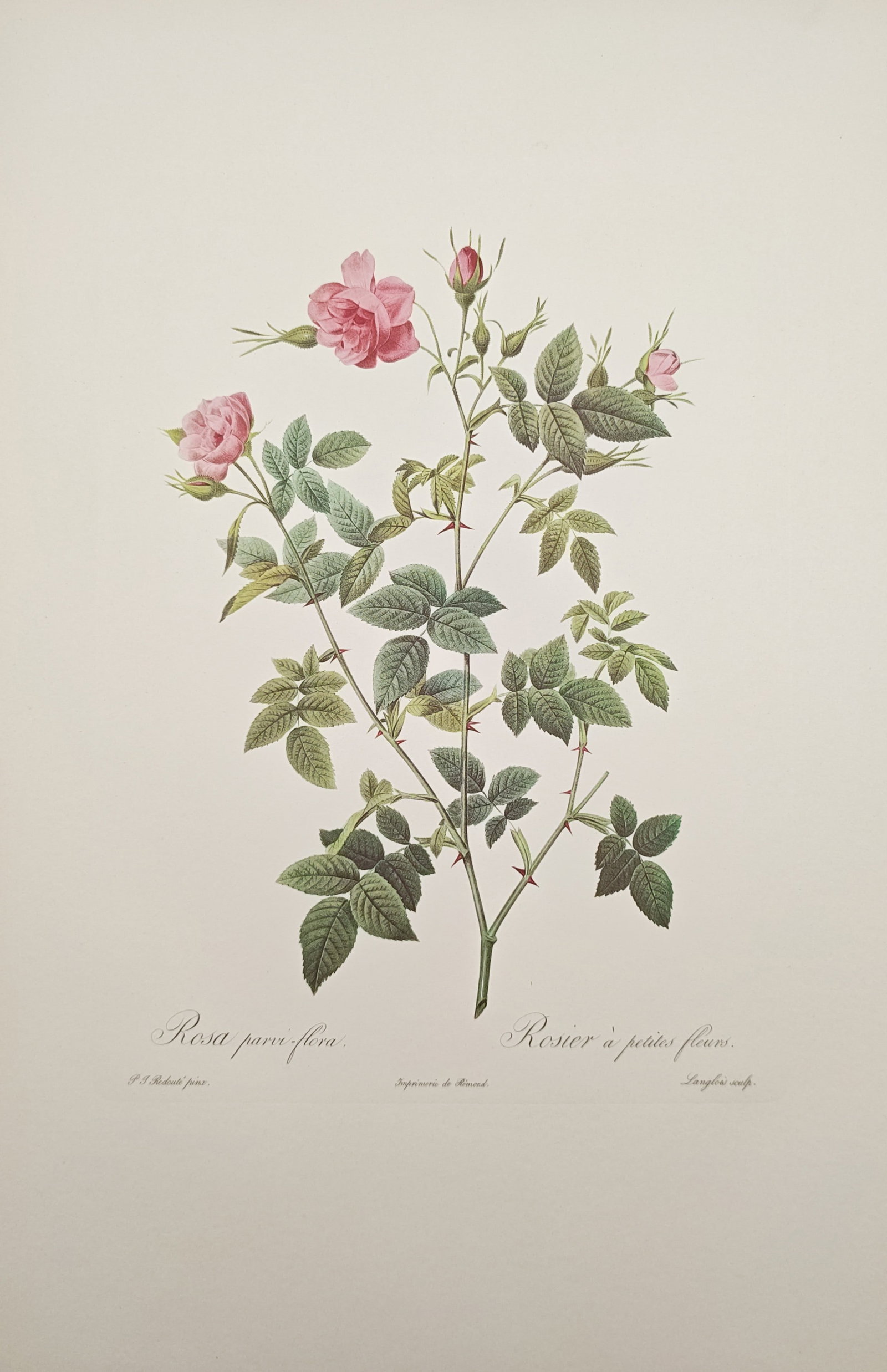 Pierre-Joseph Redouté – Small-Flowered Rose – Offset print (20th Century): "Small-Flowered Rose" depicts an upright flowering branch characterized by delicate thorny stems, serrated green foliage, pointed flower buds, and soft pink blossoms. The composition highlights precis