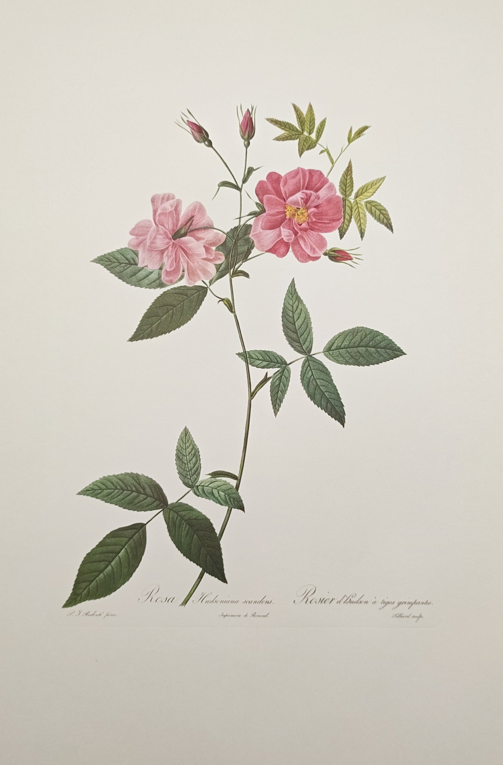 Pierre-Joseph Redouté – Climbing Hudson Bay Rose – Offset print (20th Century) (1 of 1)