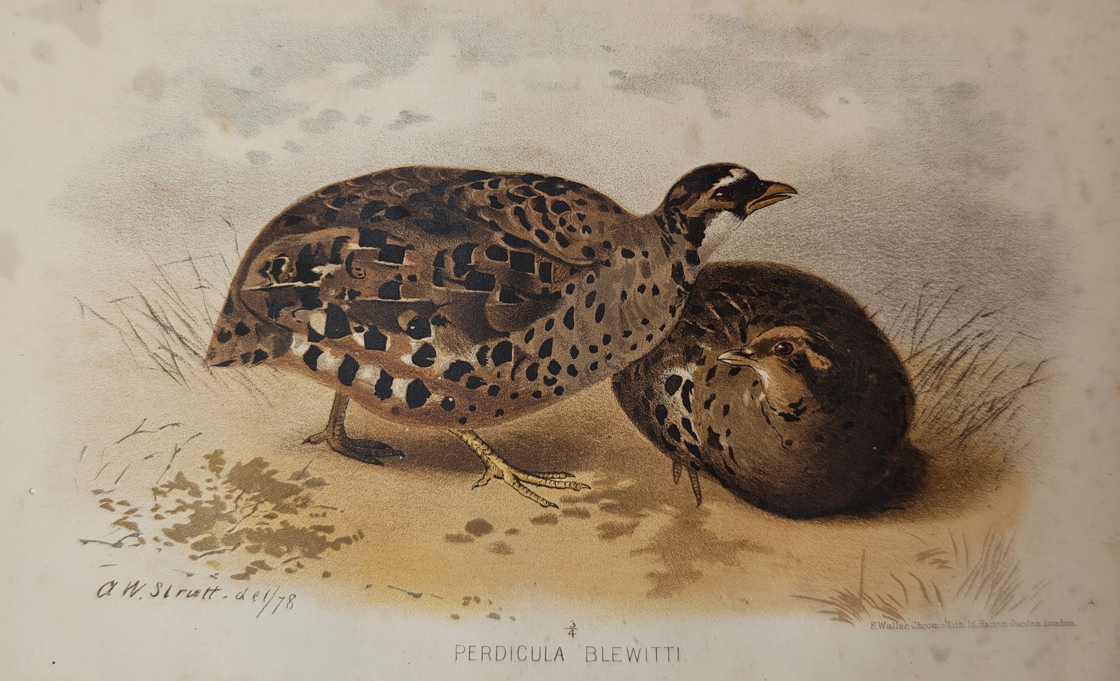 Alfred William Strutt – Blewitt's Bush Quail – Lithograph (1878): "Blewitt's Bush Quail" depicts a pair of small game birds resting upon sandy ground dotted with sparse grasses under a pale sky. Rendered in color lithography, the natural history study highlights the