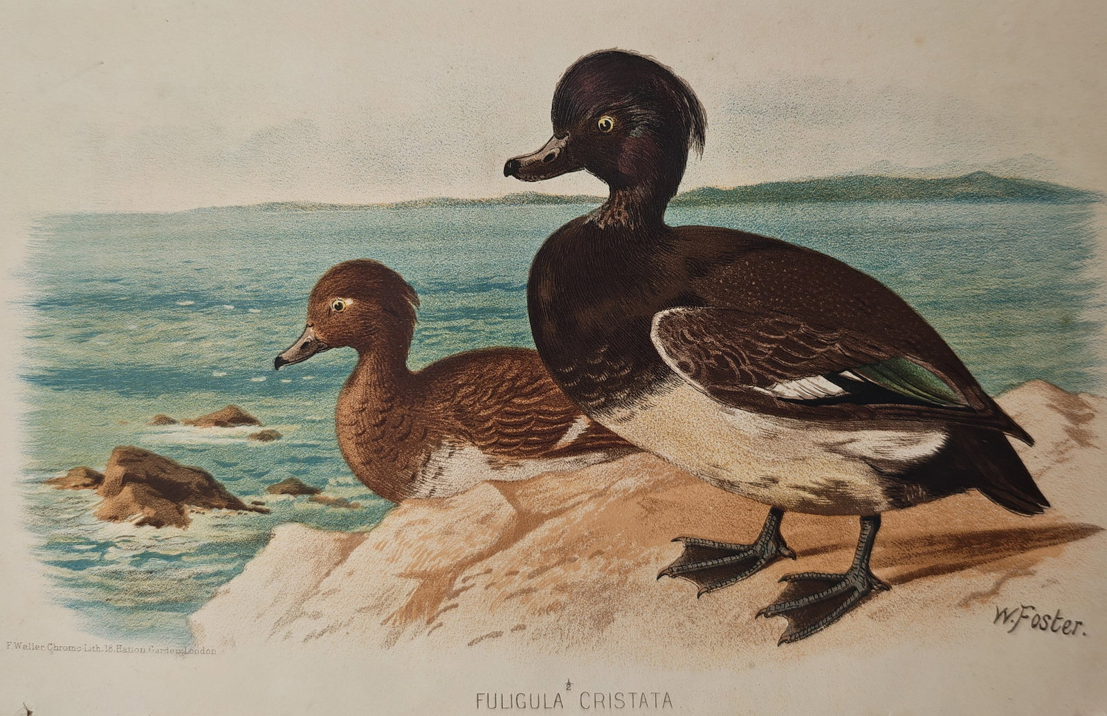 William Foster – Tufted Duck – Lithograph (19th Century): "Tufted Duck" depicts a pair of diving ducks resting upon coastal rocks overlooking rolling ocean waves and a distant shoreline. Rendered in color lithography, the ornithological study displays the gl