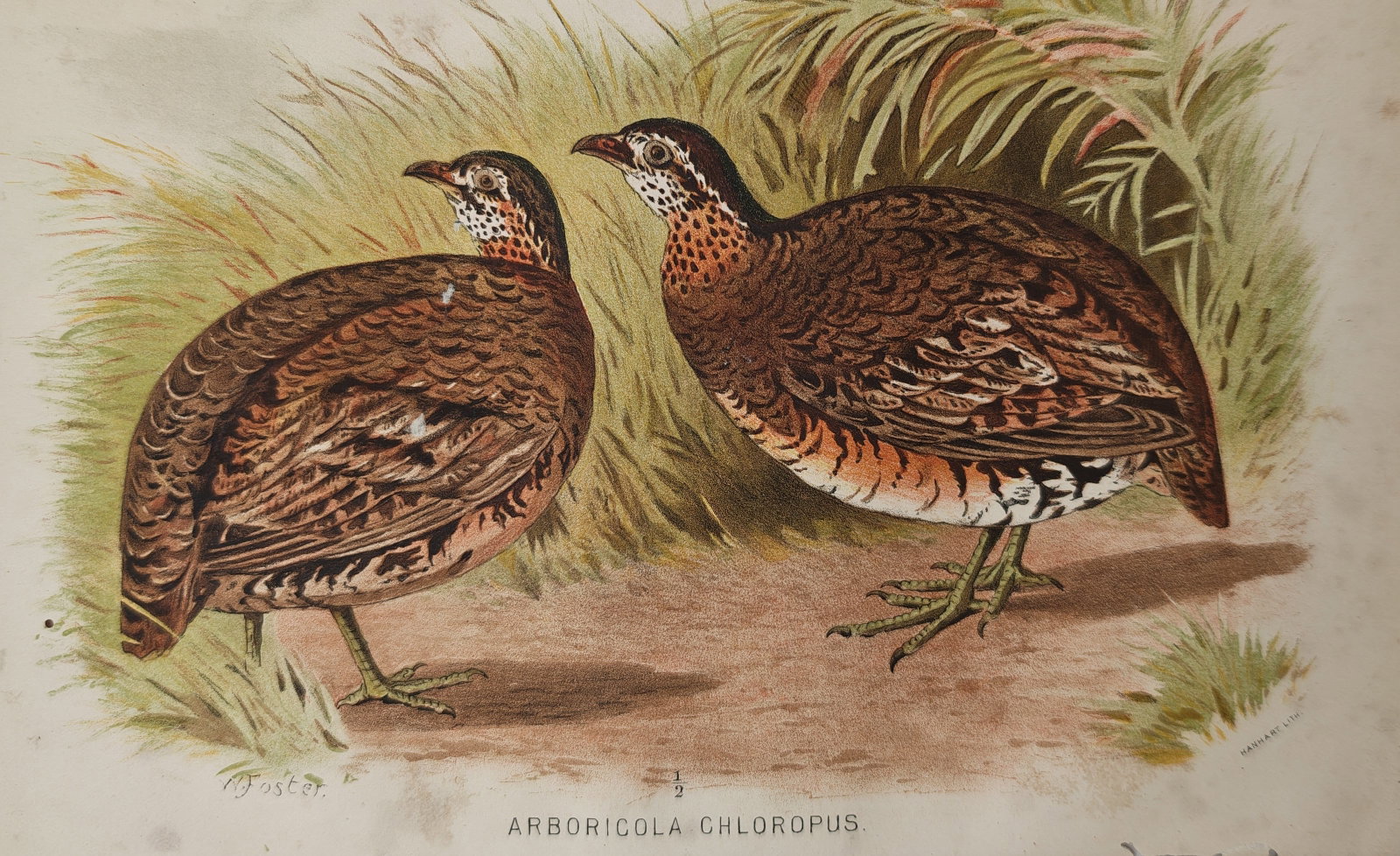 William Foster – Green-Legged Hill Partridge – Lithograph (19th Century): "Green-Legged Hill Partridge" illustrates a pair of game birds standing on open ground bordered by tall wild grasses and delicate vegetation. Rendered in fine color lithography, the natural history pl