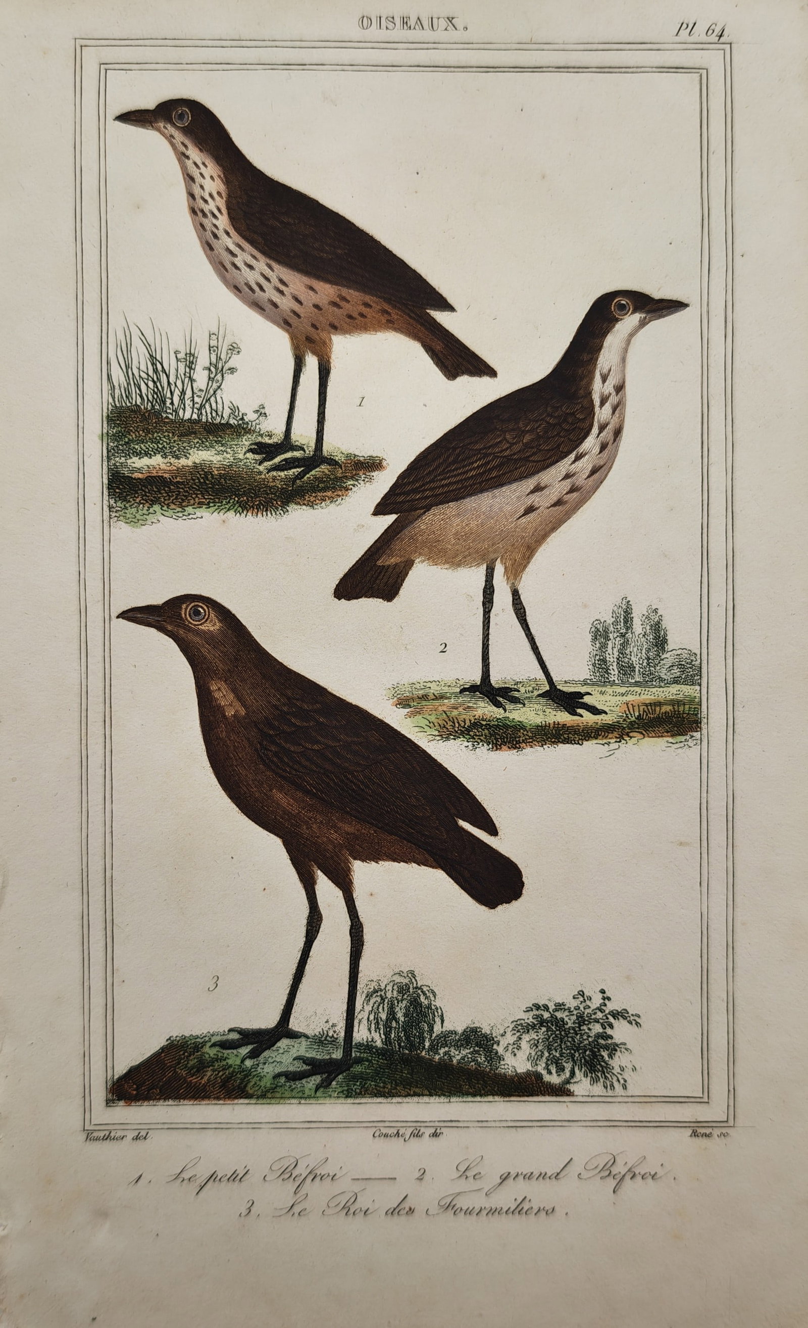 Georges-Louis Leclerc, Comte de Buffon – Little Antthrush, Great Antthrush, and King Antthrush: "Little Antthrush, Great Antthrush, and King Antthrush" depicts a natural history study of three long-legged ground birds resting upon grassy earth alongside understated foliage. Rendered in delicate 