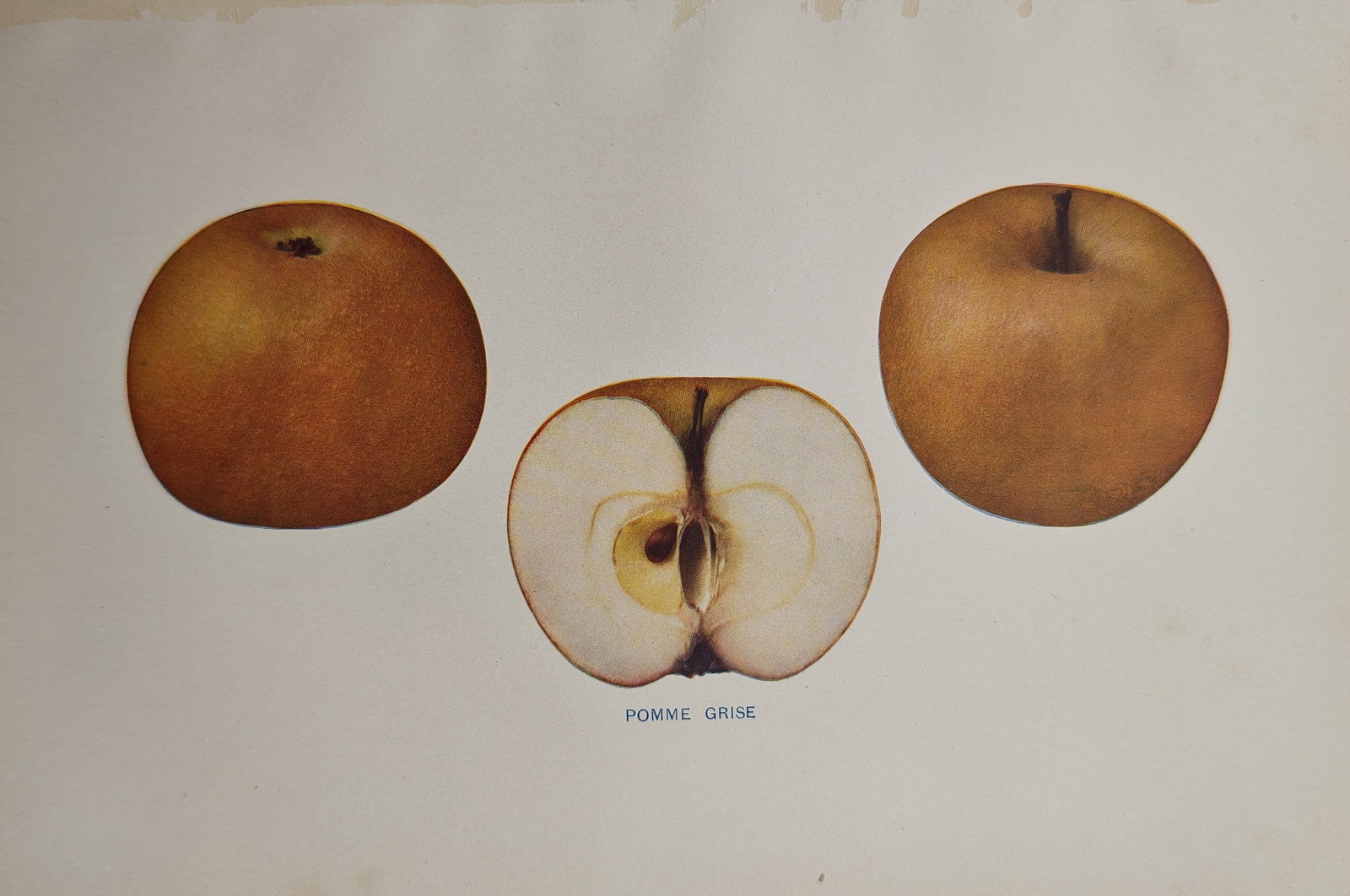 Spencer Ambrose Beach – Pomme Grise Apple – Lithograph (1905) (1 of 1)