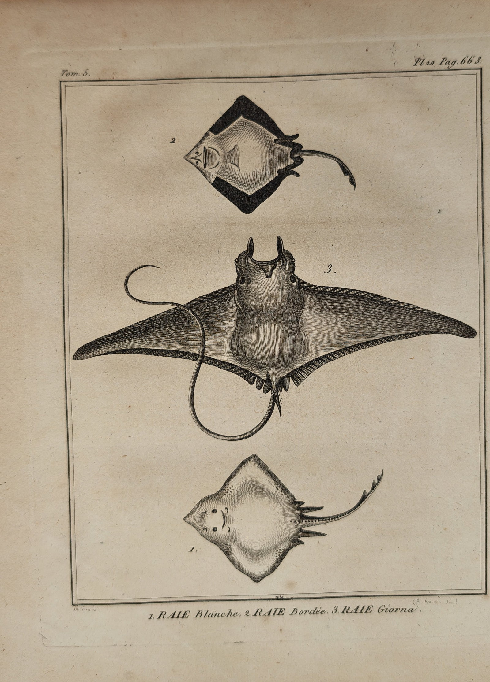 Georges-Louis Leclerc, Comte de Buffon – White Ray, Bordered Ray, and Mobula Ray – Engraving (1 of 2)