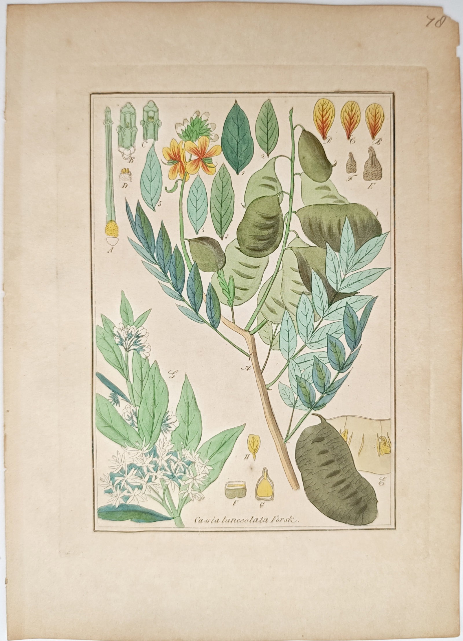 Max Schulze – Alexandrian Senna and Medicinal Plants – Lithograph (19th Century) (1 of 2)