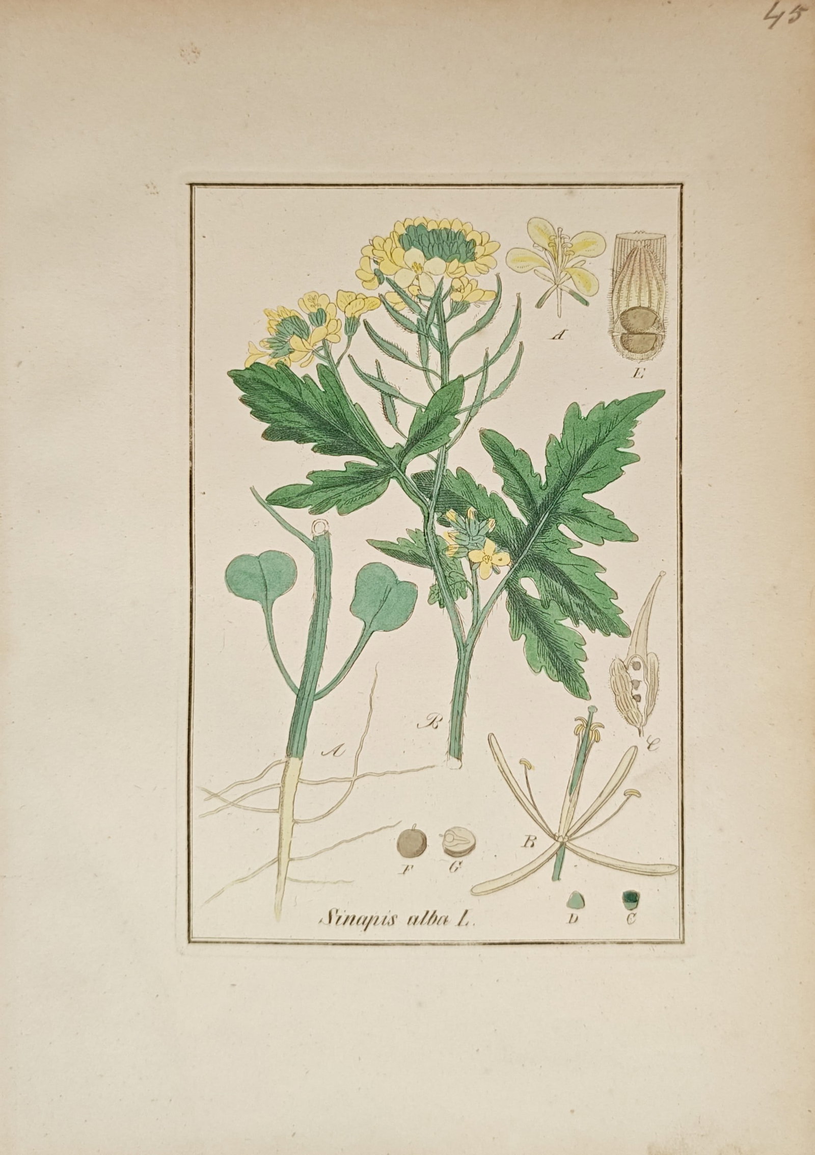 Max Schulze – White Mustard – Lithograph (19th Century) (1 of 2)