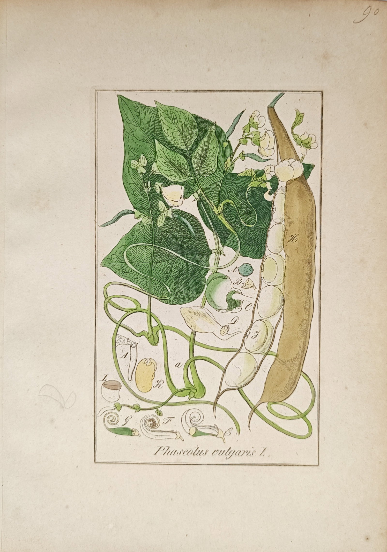Max Schulze – Common Bean – Lithograph (19th Century): "Common Bean" presents a botanical study illustrating the climbing vine, foliage, blossoms, and seed pods of the plant. Rendered as a nineteenth-century lithograph, the composition emphasizes both mat