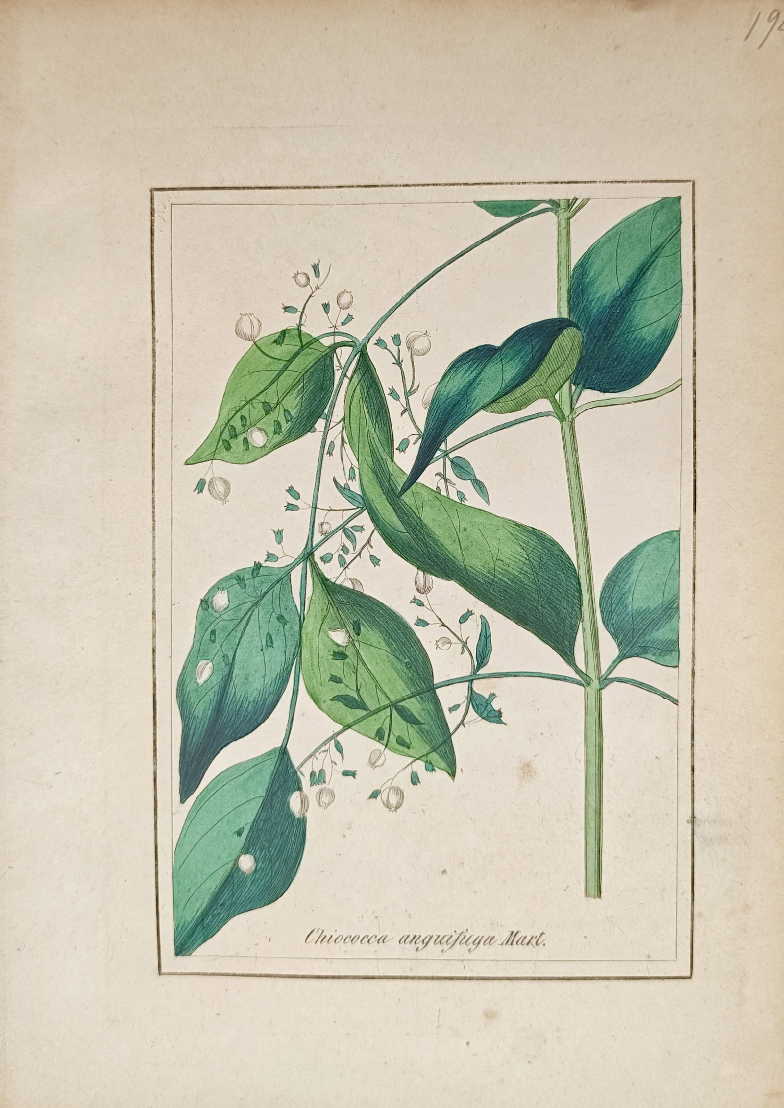 Max Schulze – Chiococca Anguifuga – Lithograph (19th Century): "Chiococca Anguifuga" presents a botanical study illustrating the leafy stems and delicate floral clusters of the climbing shrub. Rendered as a nineteenth-century lithograph, the composition displays 