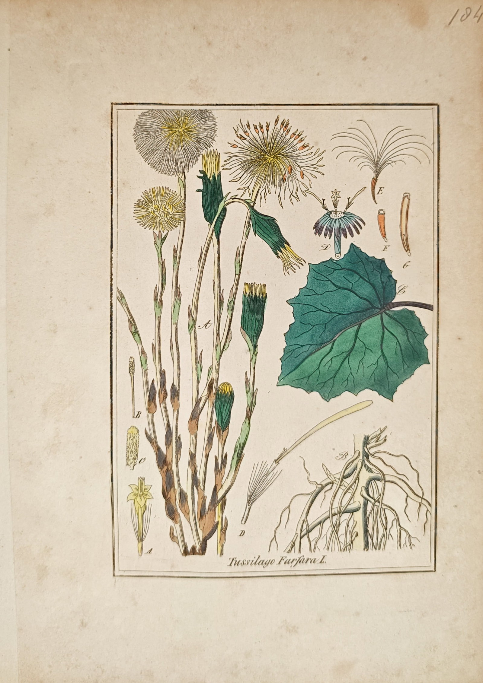 Max Schulze – Coltsfoot – Lithograph (19th Century): "Coltsfoot" presents a botanical study illustrating the flowering stems, foliage, root structure, and seed heads of the plant. Rendered as a nineteenth-century lithograph, the composition highlights b