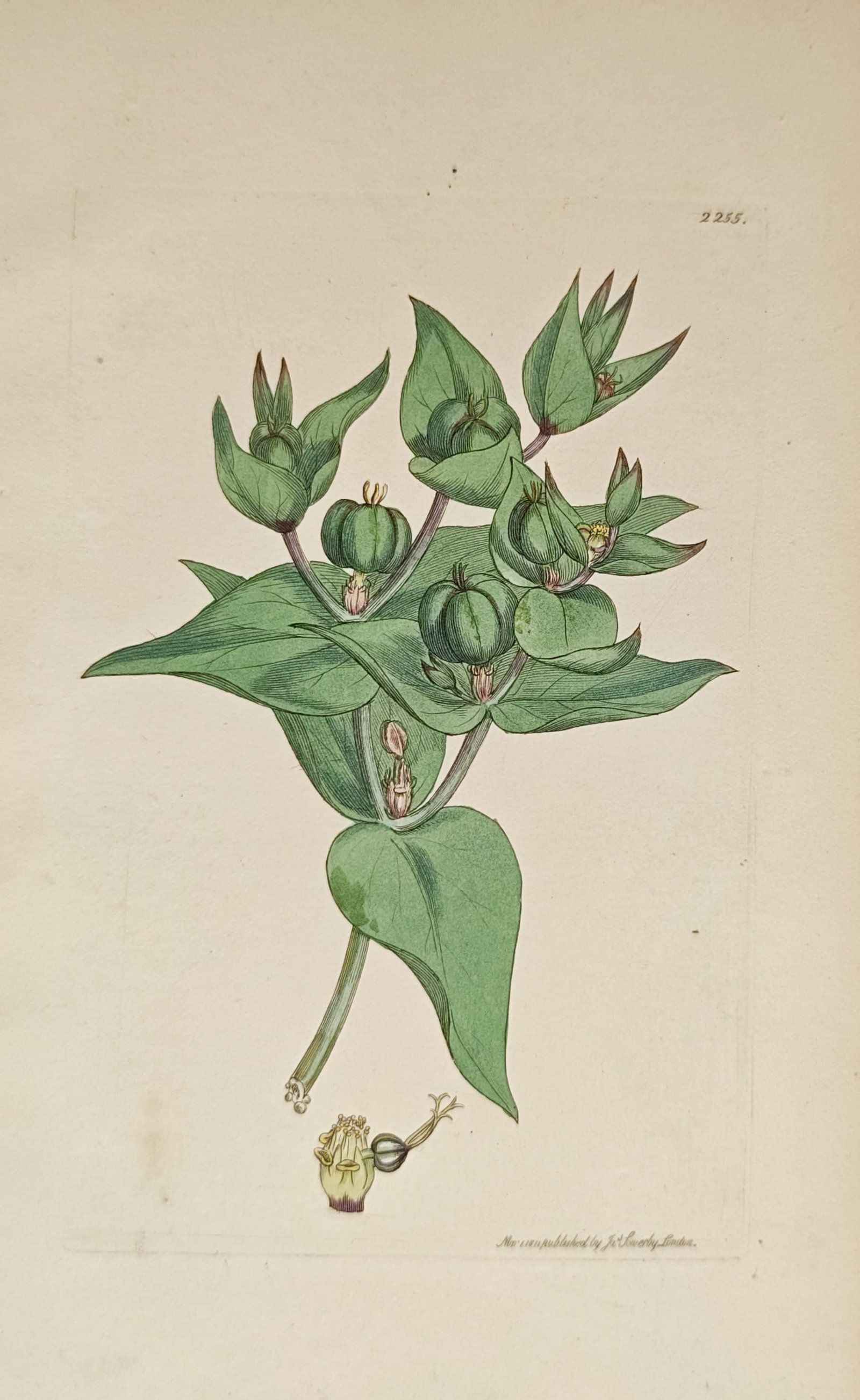 Max Schulze – Botanical Study of Tutsan – Lithograph (19th Century): "Tutsan" presents a botanical study featuring a branching stem with broad green leaves, rounded seed capsules, and an isolated floral dissection. Rendered as a nineteenth-century lithograph, the compo