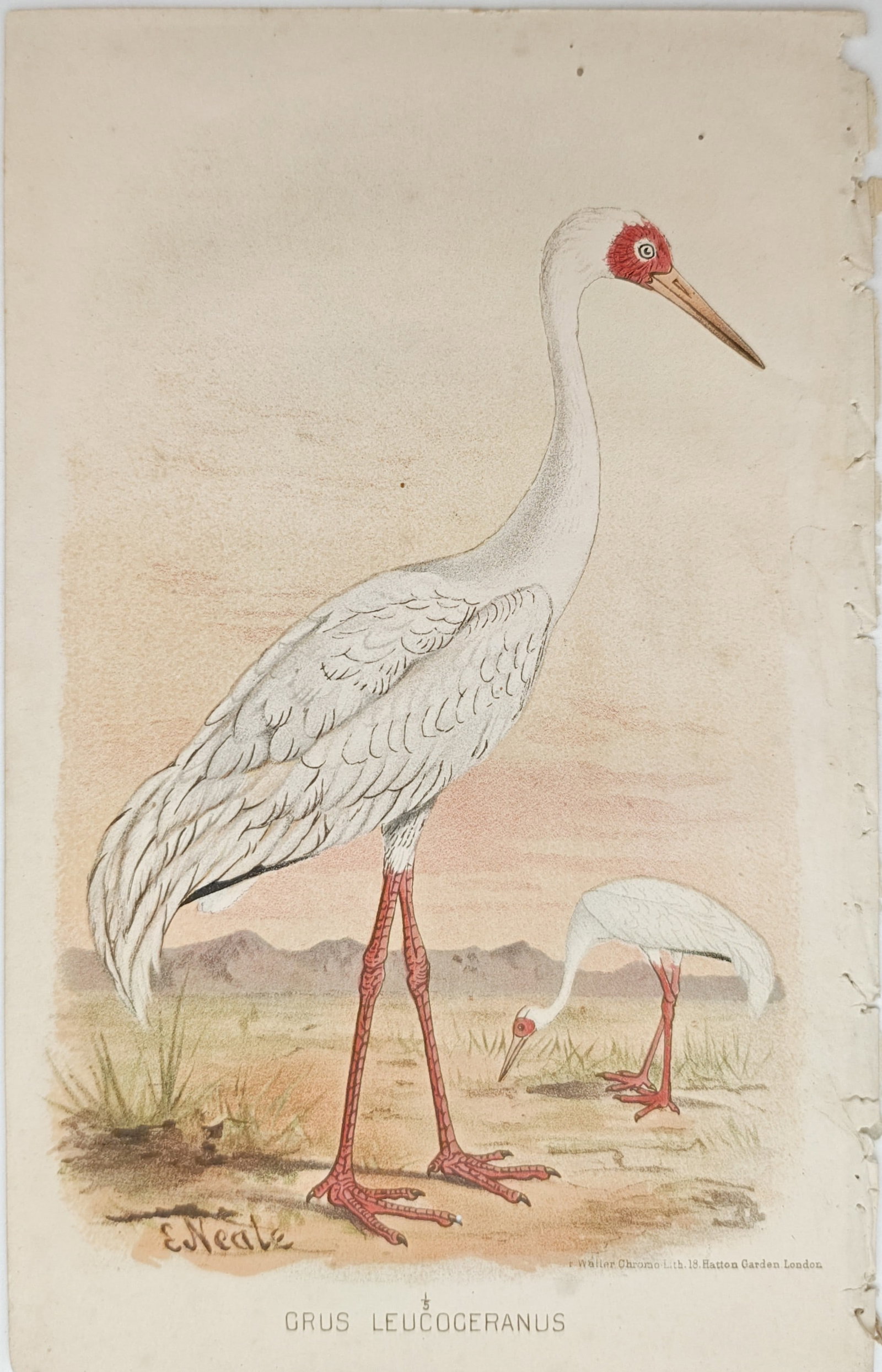Edward Neale – Siberian Crane – Lithograph (19th Century) (1 of 2)