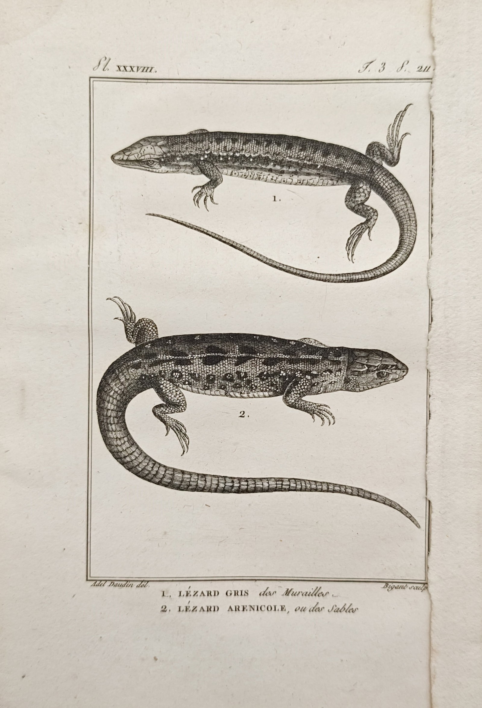 Georges-Louis Leclerc de Buffon – Common Wall Lizard and Sand Lizard – Engraving (18th Century) (1 of 2)