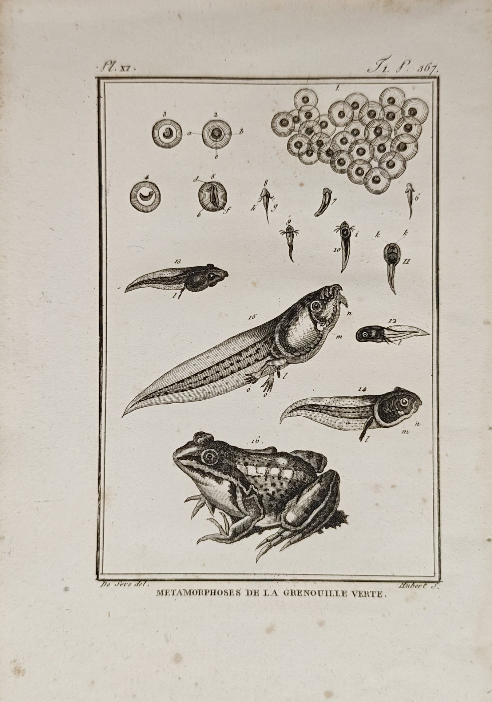 Georges-Louis Leclerc de Buffon – Metamorphoses of the Green Frog – Engraving (18th Century) (1 of 2)