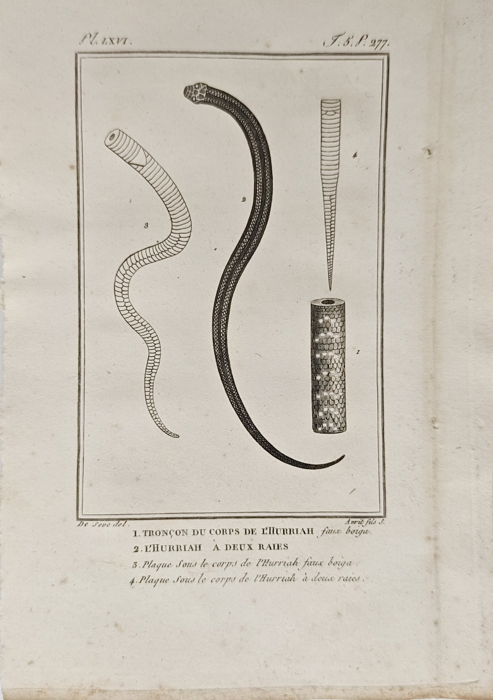 Georges-Louis Leclerc de Buffon – Two-Striped Hurriah Snake – Engraving (18th Century) (1 of 2)