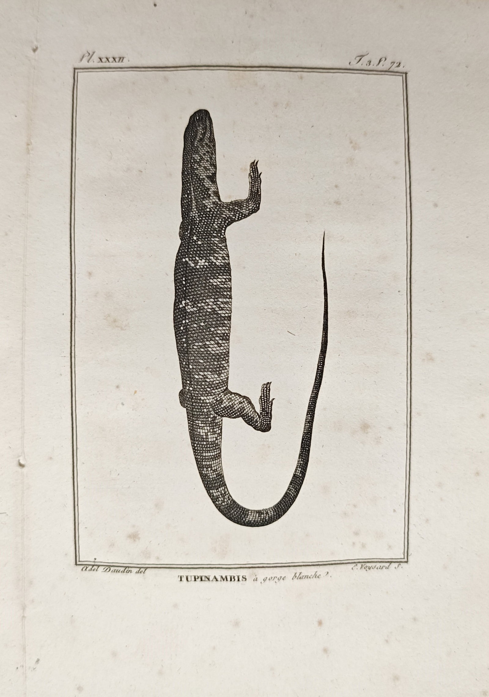 Georges-Louis Leclerc de Buffon – White-Throated Monitor Lizard – Engraving (18th Century): "White-Throated Monitor" presents a zoological study depicting the elongated body, textured scales, and distinctive dorsal patterns of the reptile species. Rendered as an eighteenth-century engraving 