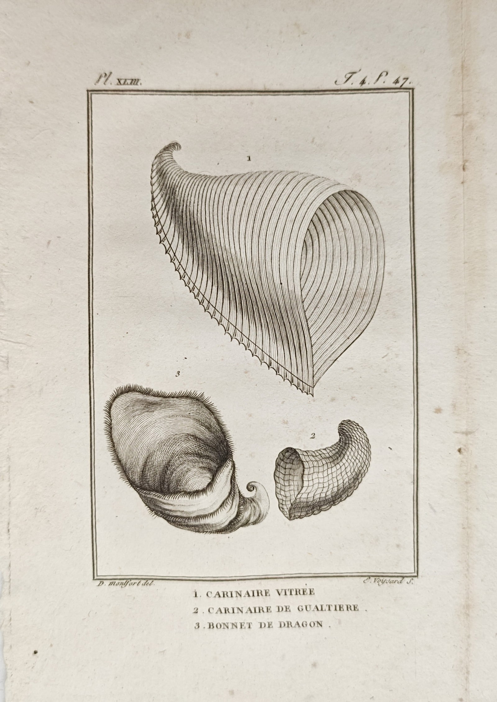 Georges-Louis Leclerc de Buffon – Glassy Carinaria and Dragon Cap Sea Snails – Engraving (1 of 2)
