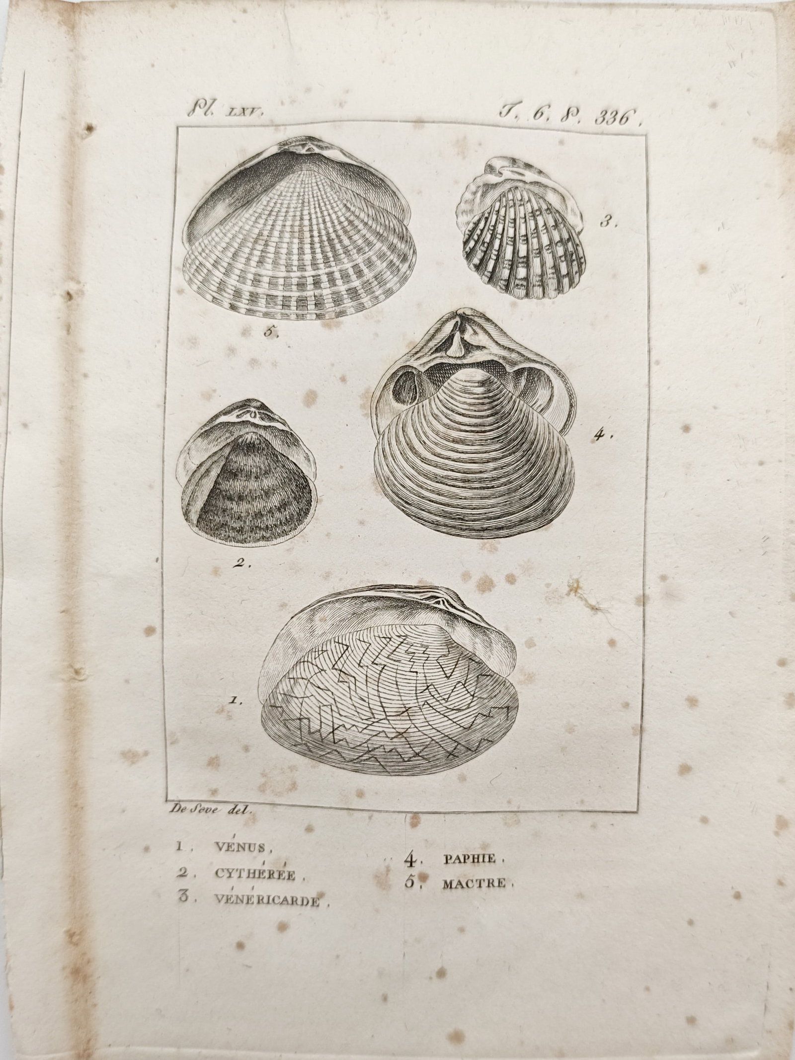 Georges-Louis Leclerc de Buffon – Venus and Bivalve Seashells – Engraving (18th Century) (1 of 2)