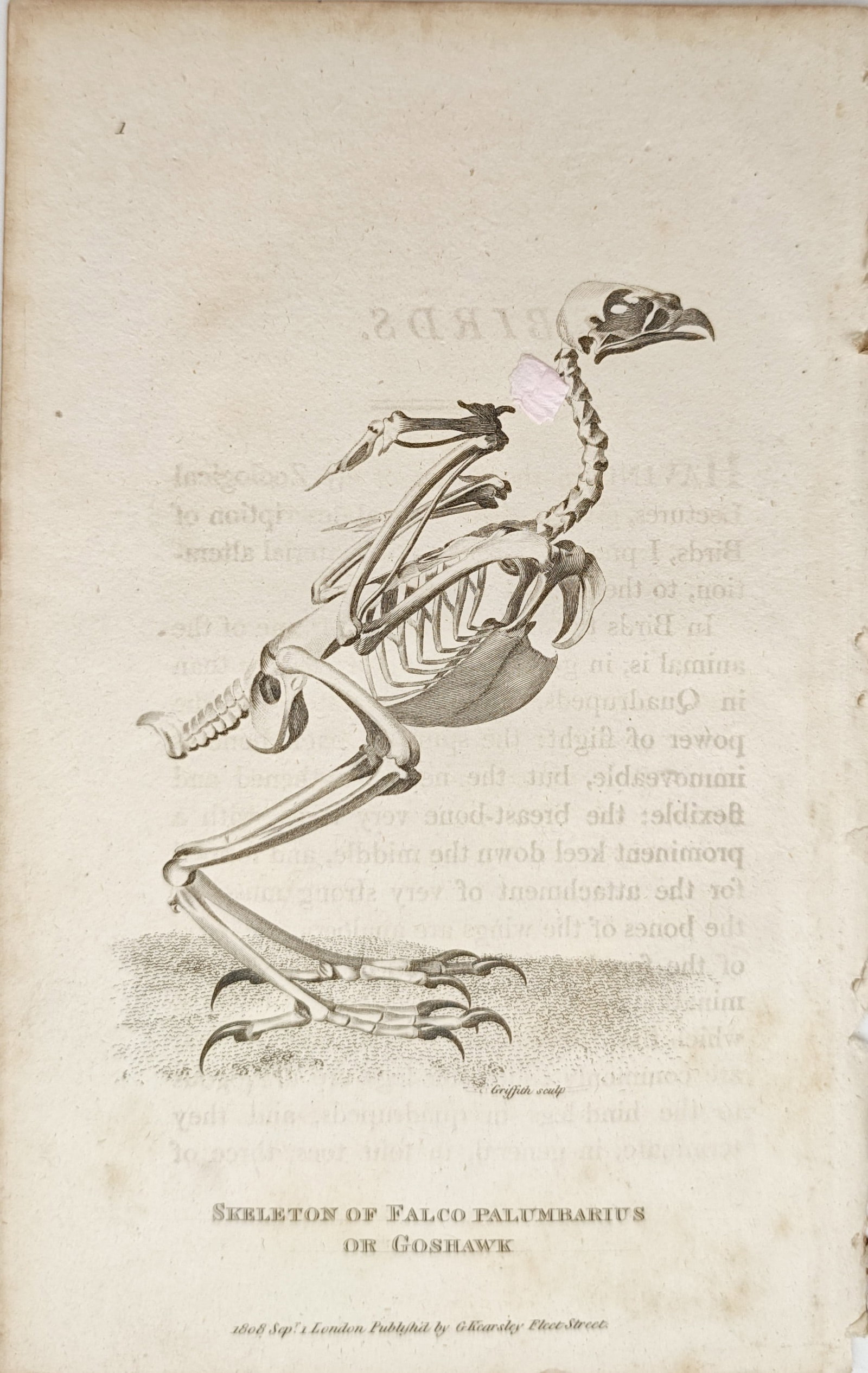 George Shaw – Skeleton of the Goshawk – Engraving (1808) (1 of 2)