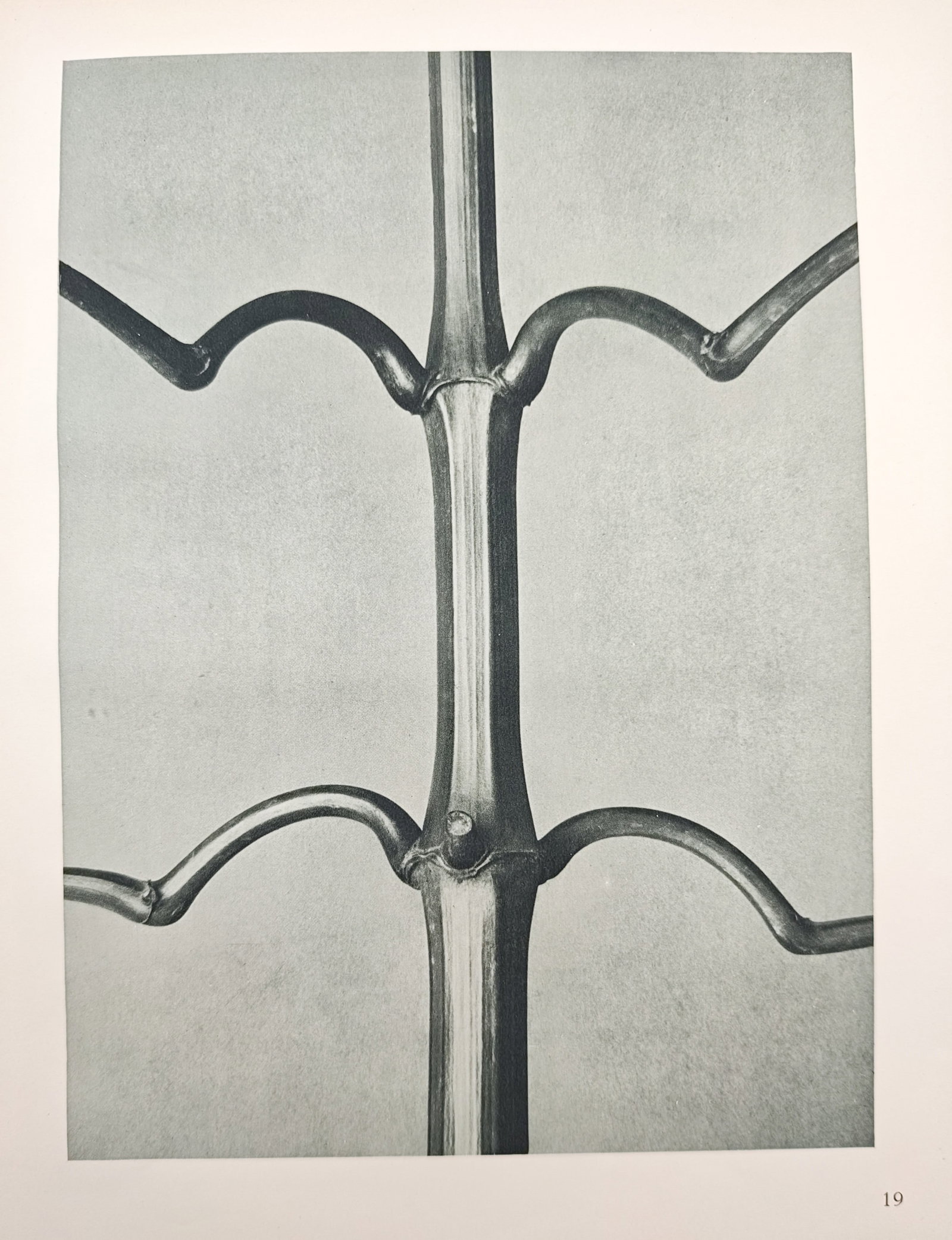 Karl Blossfeldt, after – Botanical Form Study of Equisetum Hiemale – Offset Print (20th Century) (1 of 1)
