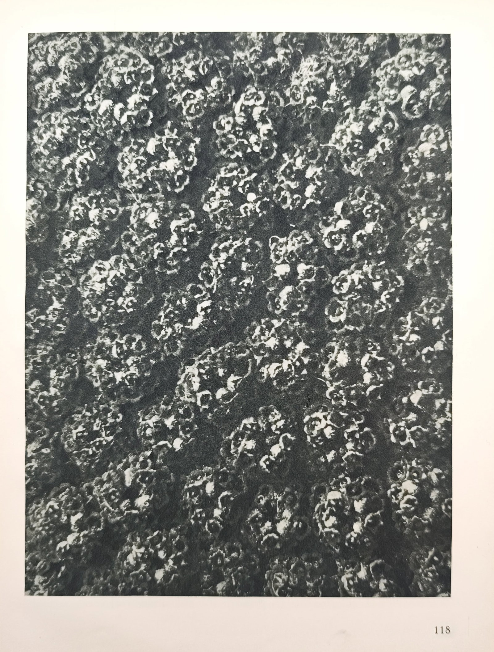 Karl Blossfeldt, after – Botanical Pattern Study – Offset Print (20th Century) (1 of 1)