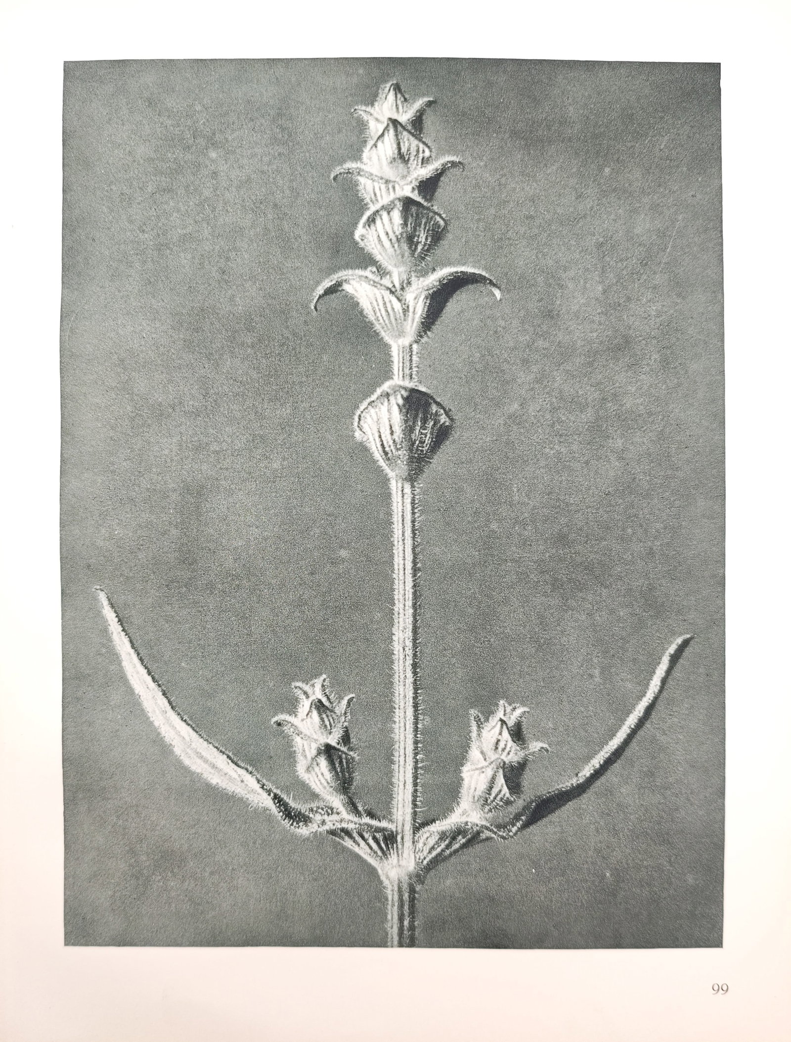 Karl Blossfeldt, after – Botanical Form Study of Salvia – Offset Print (20th Century) (1 of 1)