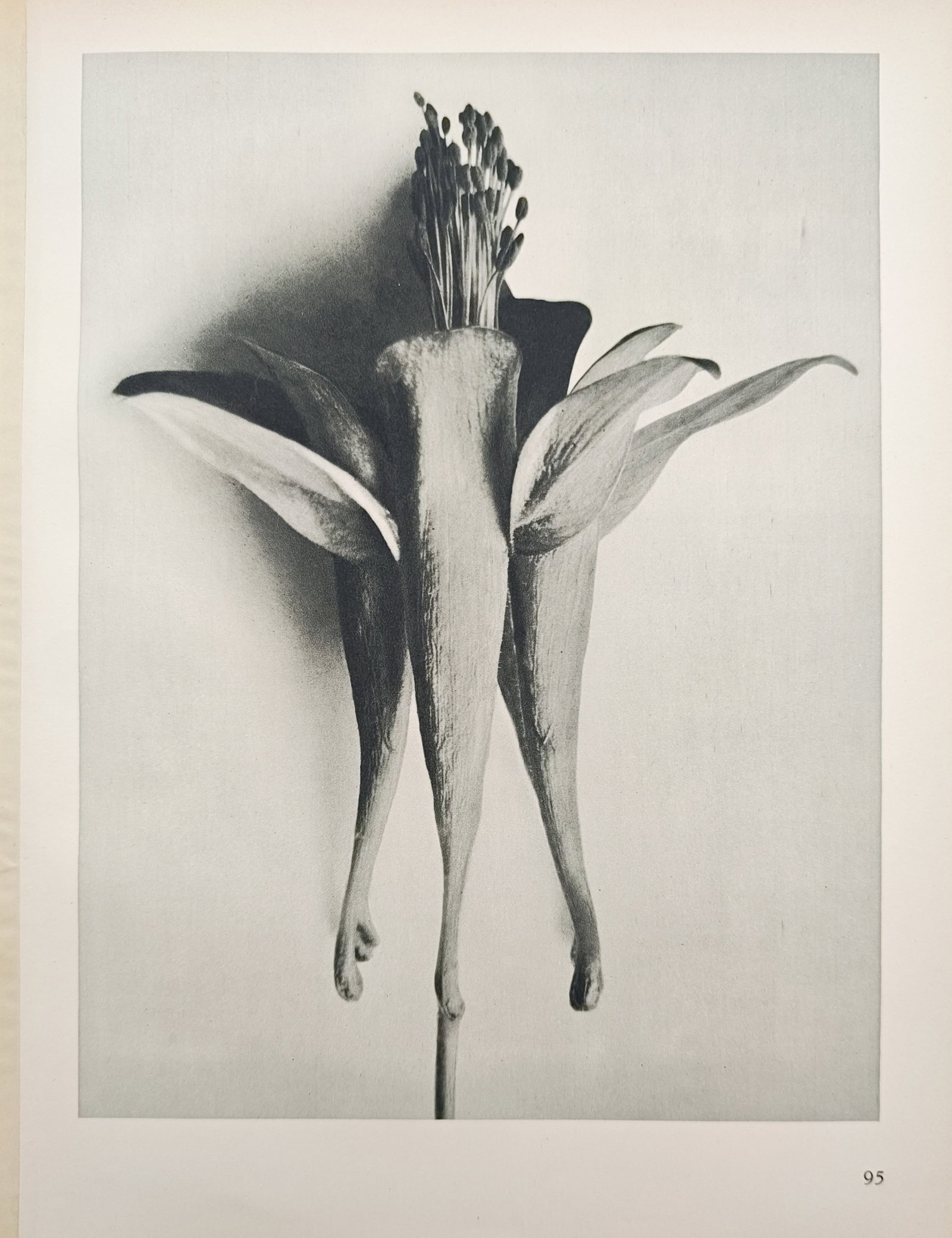 Karl Blossfeldt, after – Botanical Form Study of Aquilegia – Offset Print (20th Century): This botanical photographic study presents a magnified close-up of a columbine bloom, showcasing its elongated spurs, spread petals, and prominent central stamens in striking sculptural detail. Render