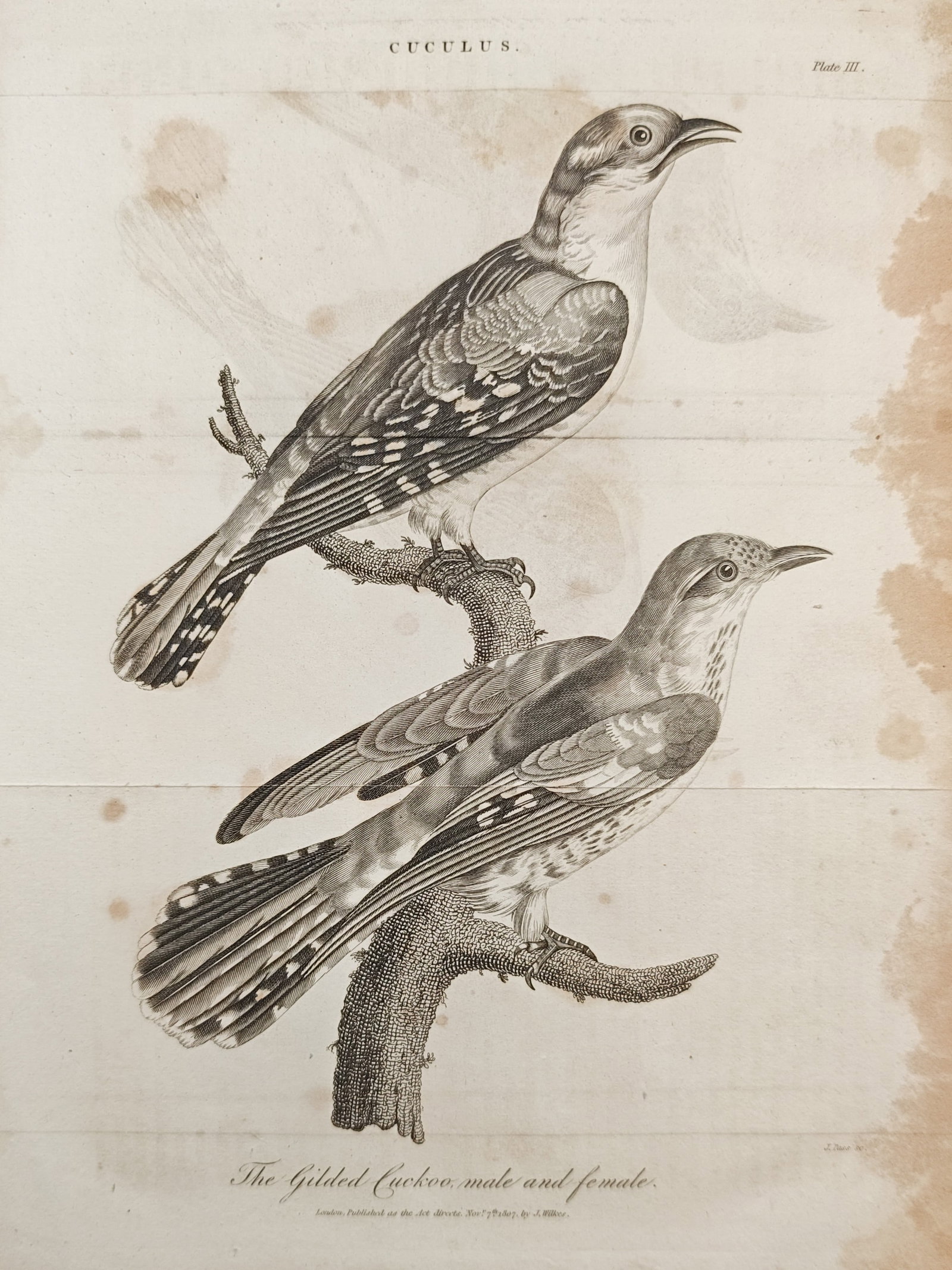 John Wilkes – The Gilded Cuckoo Male and Female – Engraving (1810) (1 of 1)
