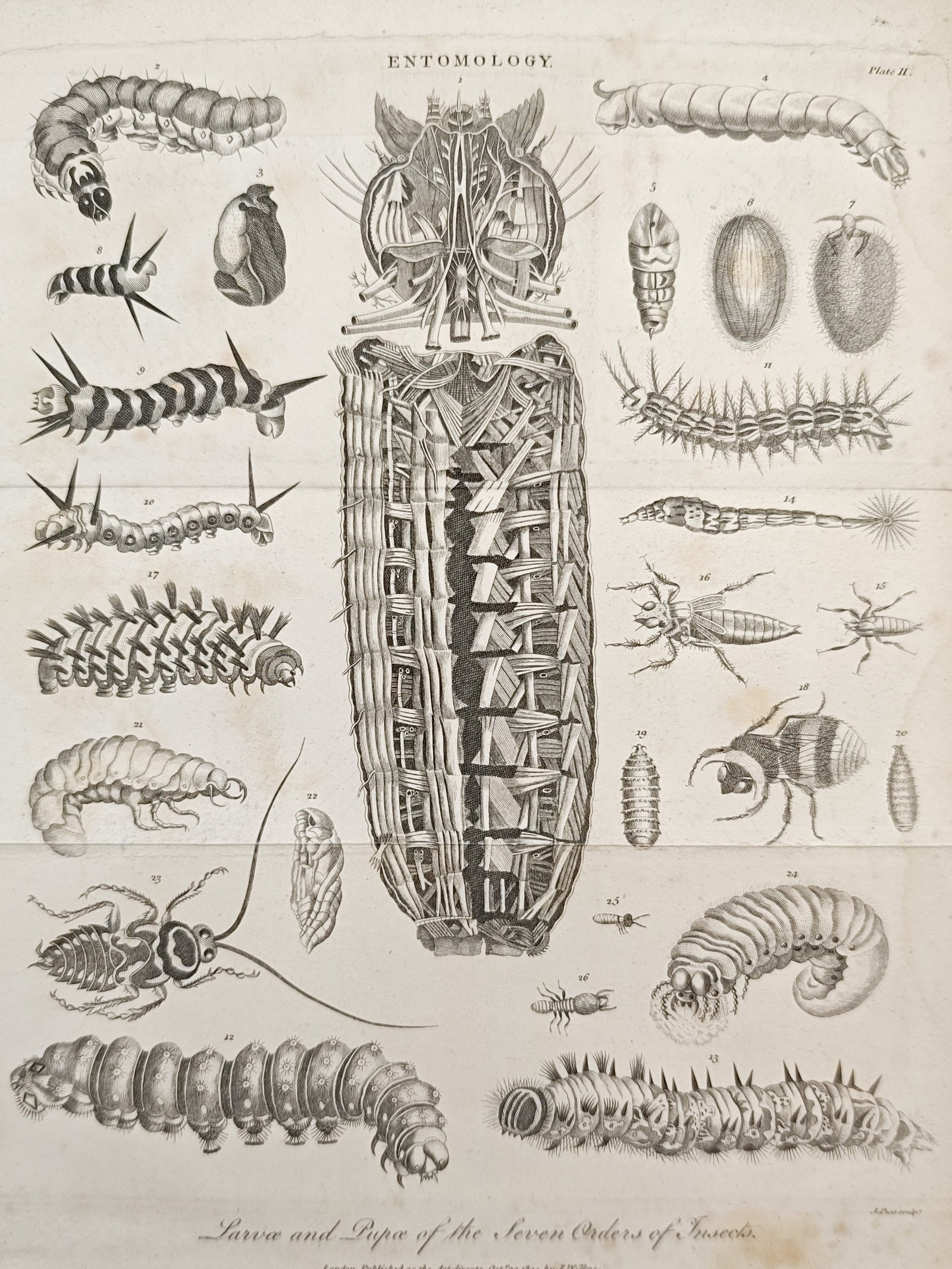John Wilkes – Larvae and Pupae of the Seven Orders of Insects – Engraving (1804) (1 of 1)