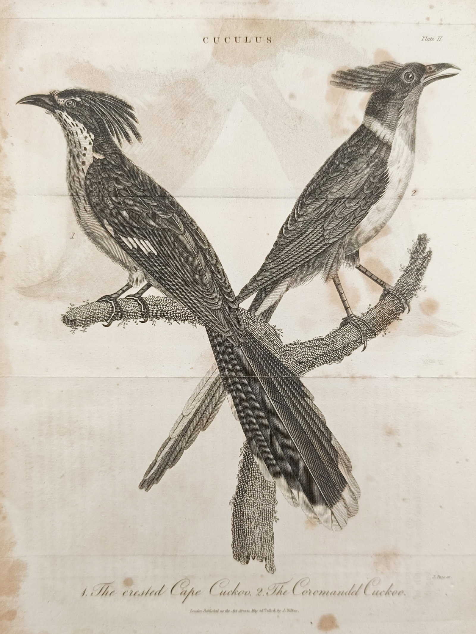 John Wilkes – The Crested Cape Cuckoo and the Coromandel Cuckoo – Engraving (1810) (1 of 2)