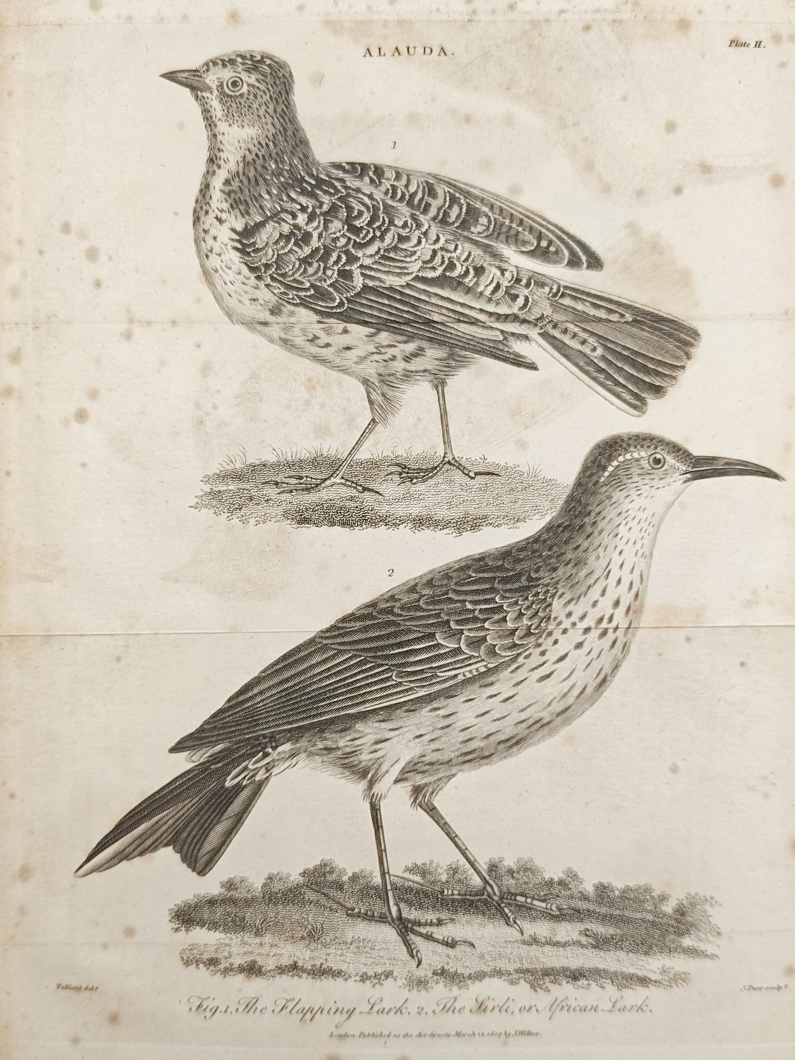 John Wilkes – The Flapping Lark and the Sirli or African Lark – Engraving (1807): "The Flapping Lark and the Sirli, or African Lark" presents an ornithological study illustrating two distinct lark species standing in natural profile to document their speckled plumage, elongated cla