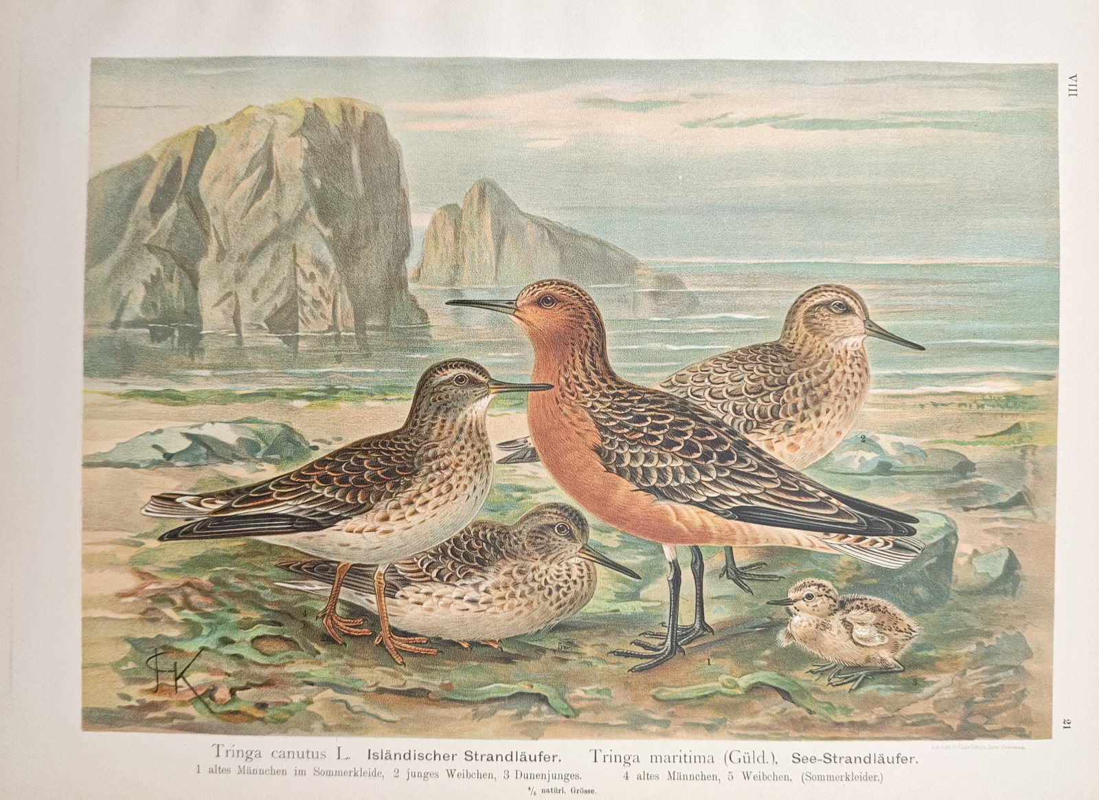 Johann Friedrich Naumann – Red Knot and Purple Sandpiper – Lithograph (1905) (1 of 1)