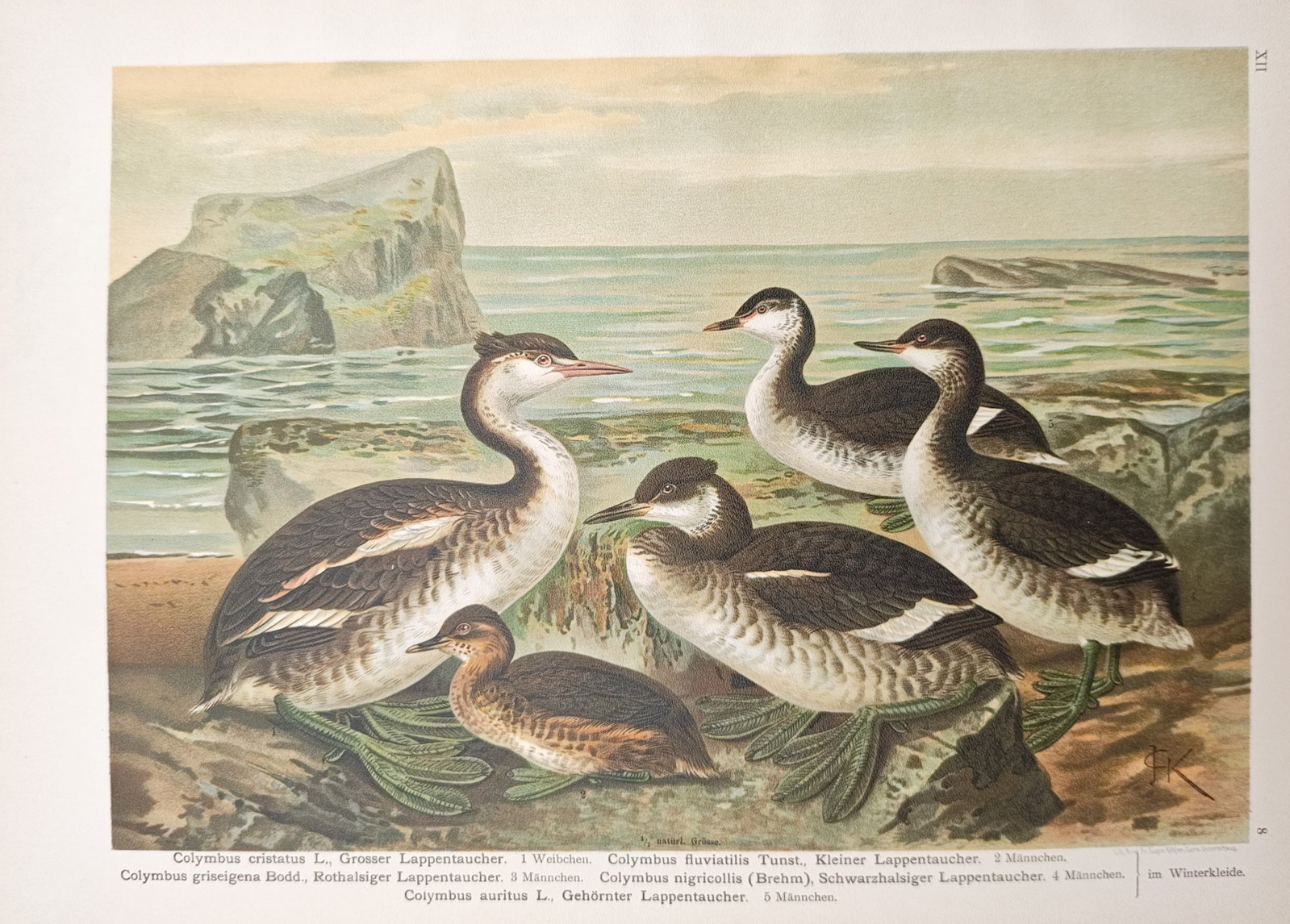 Johann Friedrich Naumann – Grebe Species in Winter Plumage – Lithograph (1905) (1 of 1)