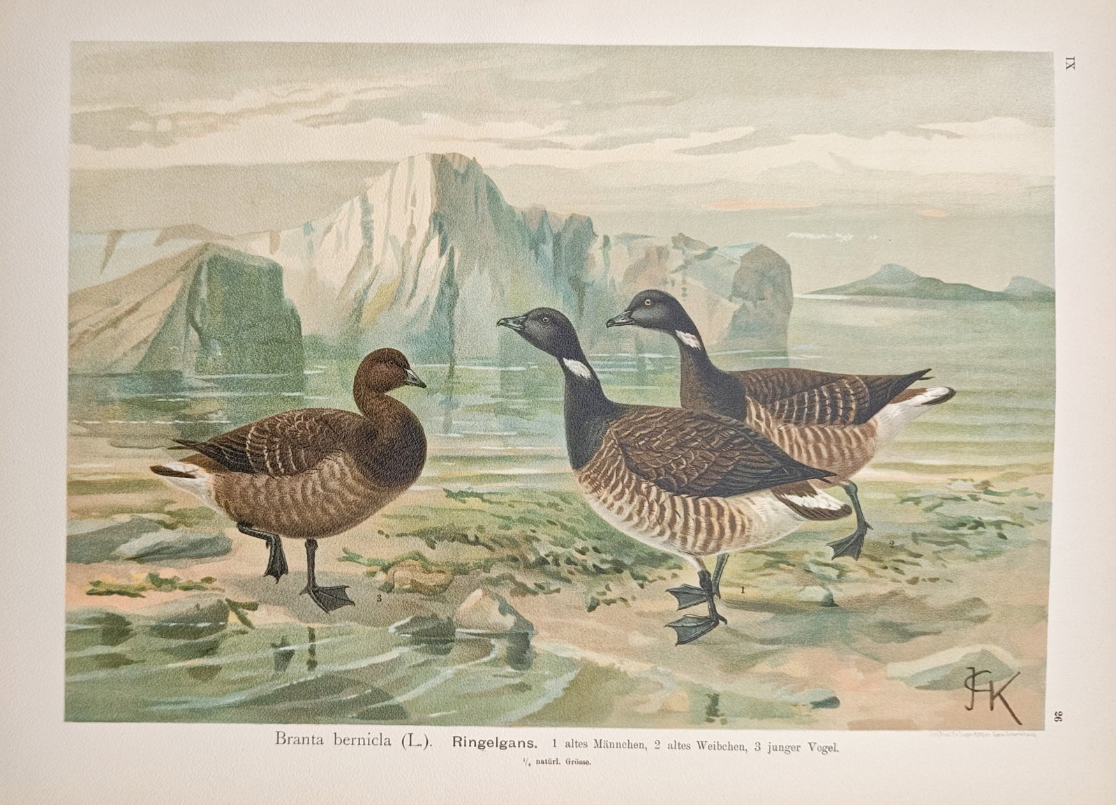 Johann Friedrich Naumann – Brent Goose – Lithograph (1905) (1 of 1)