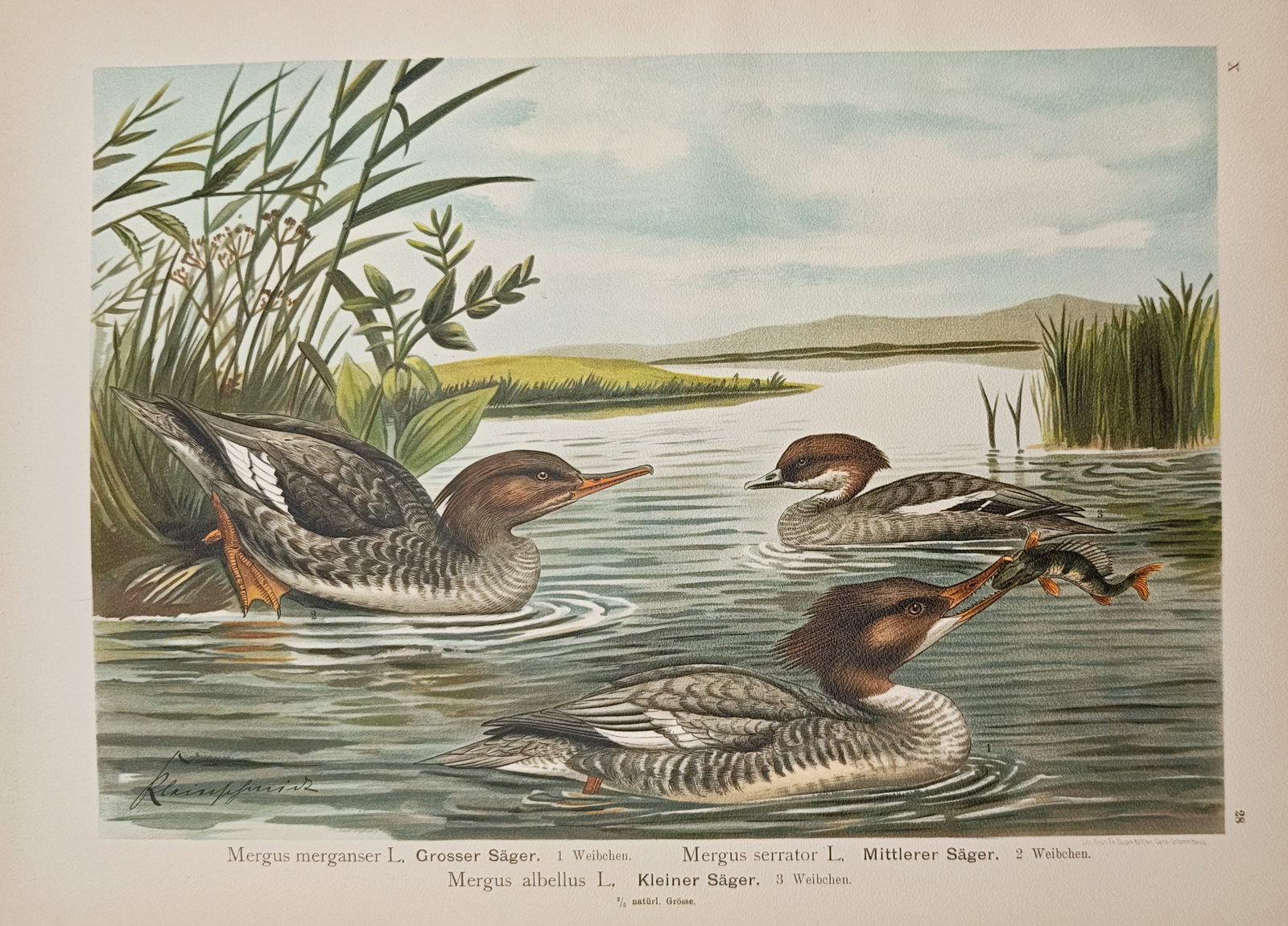 Johann Friedrich Naumann – Merganser Species – Lithograph (1905) (1 of 1)